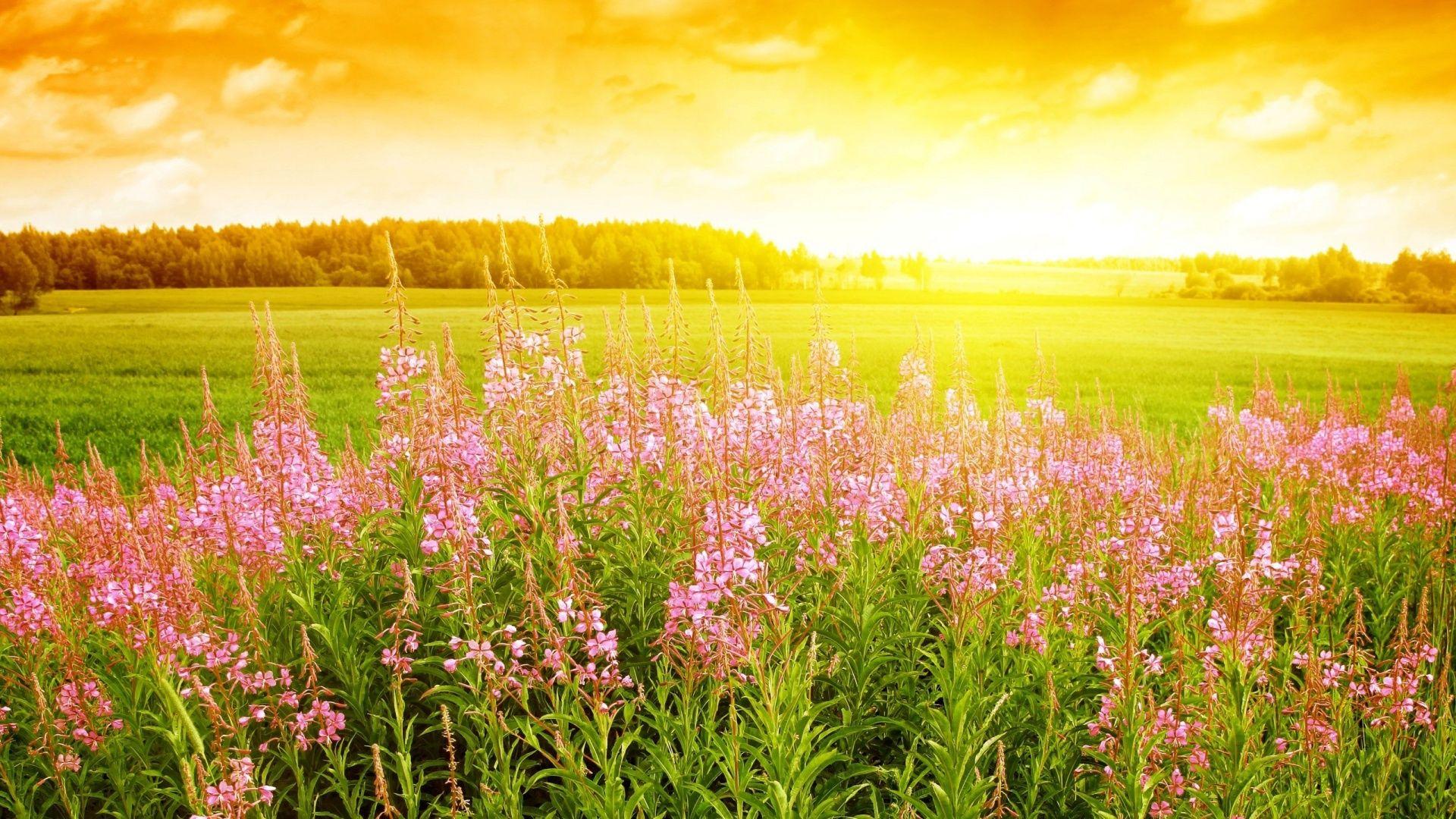 1920x1080 Meadow Background 29588 1920x1080 px