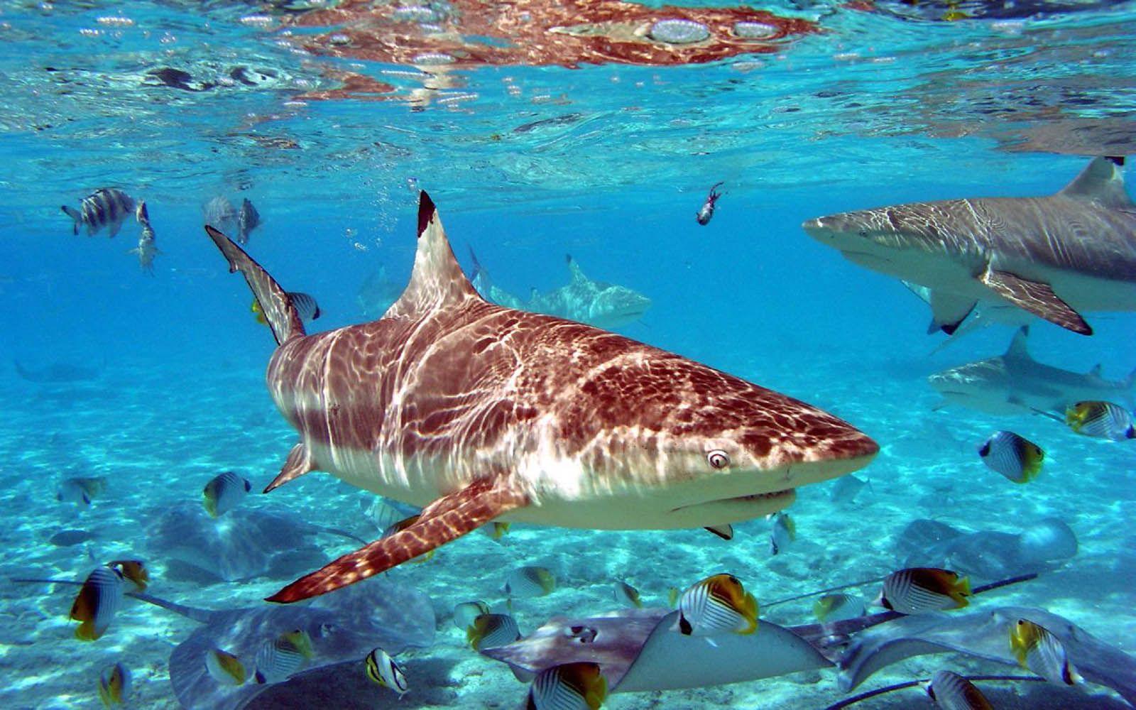 1600x1000 Free download Tag Sharks Desktop Wallpaper Background Photo Pictureand [1600x1000] for your Desktop, Mobile & Tablet. Explore Reef Fish Wallpaper. Coral Reef Live Wallpaper, 3200x1200 Coral Reef Free Wallpaper