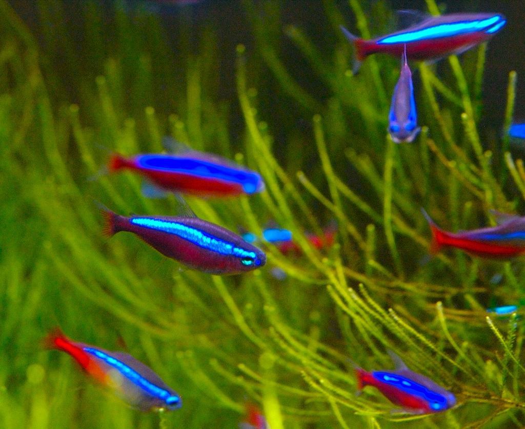 1024x836 Neon Tetra Wallpaper
