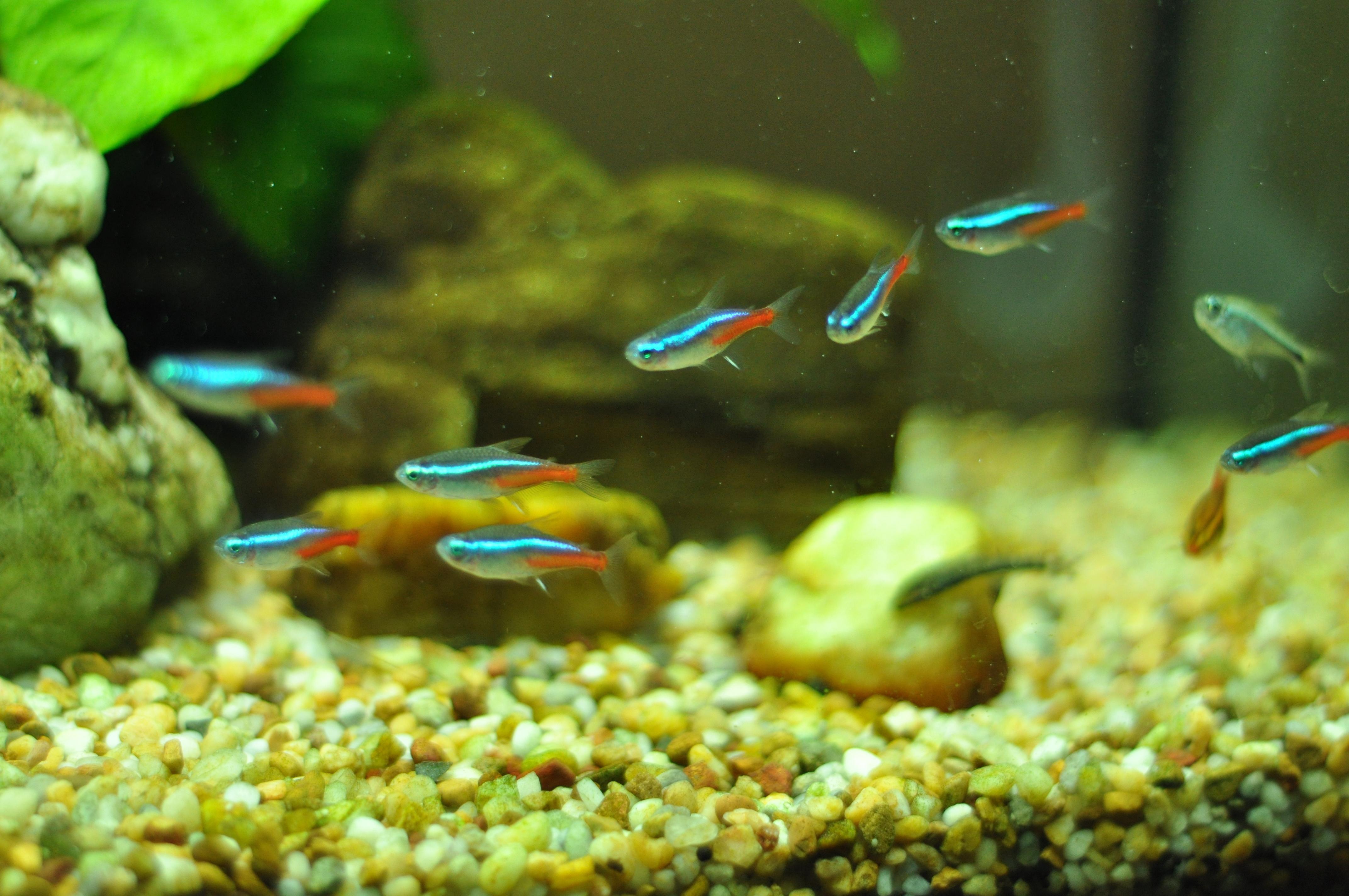 4288x2848 Neon Tetra Wallpaper FREE Picture