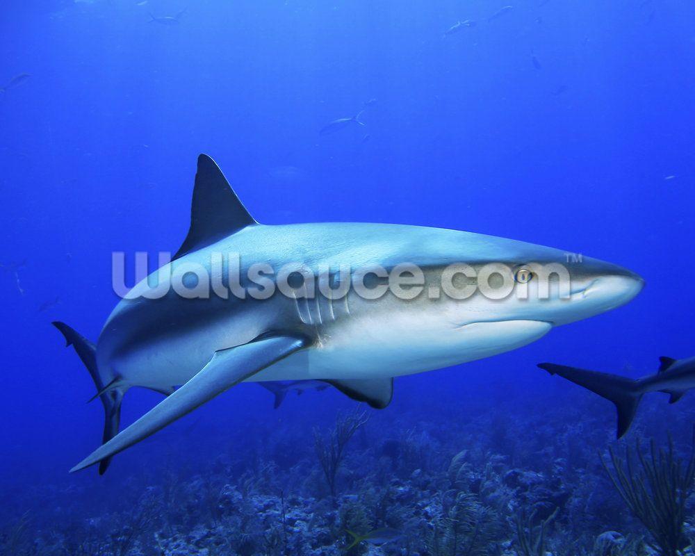 1000x800 Caribbean Reef Shark Wallpaper