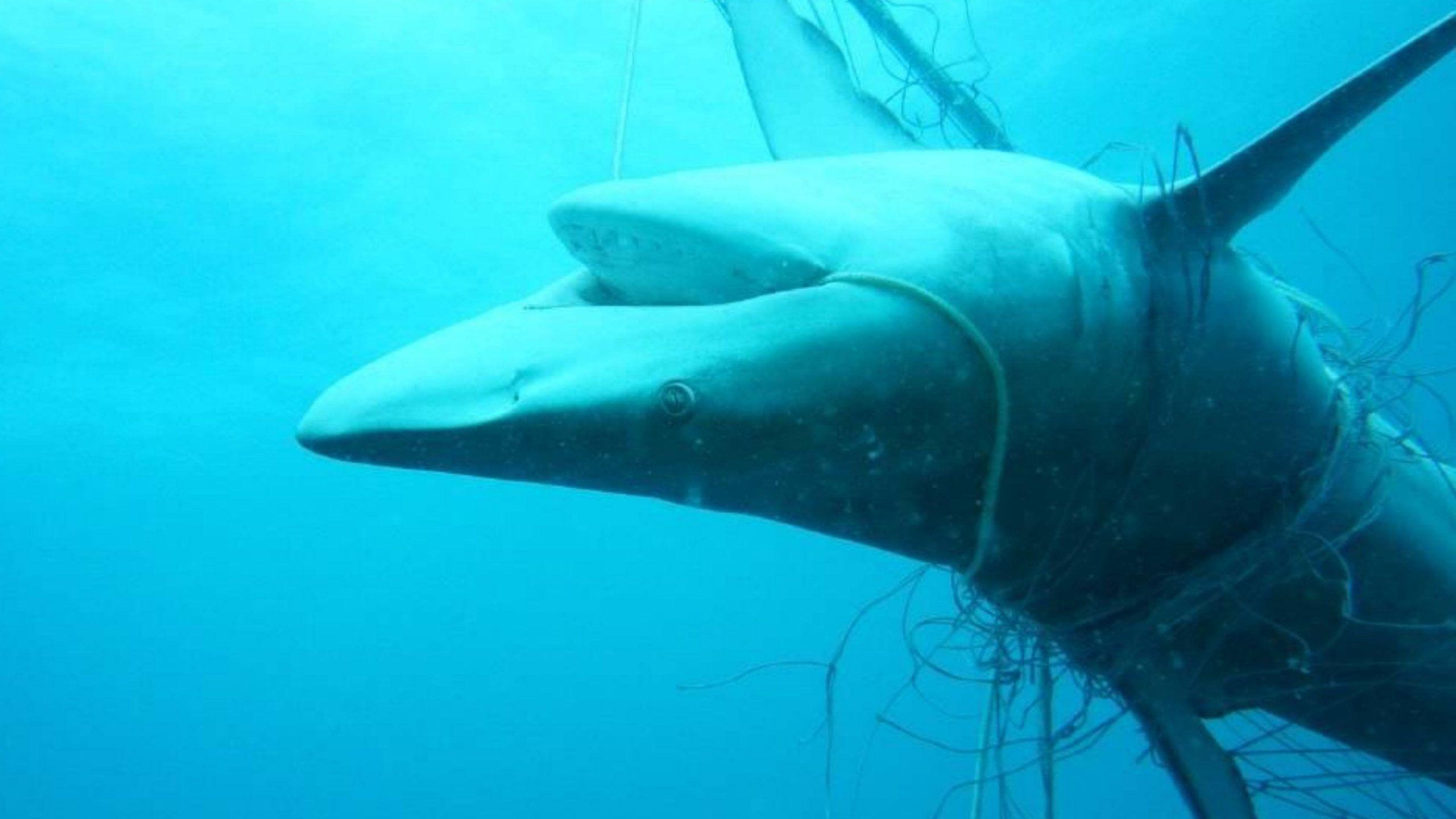 2560x1440 Sharks Have Disappeared From 20% of Coral Reefs Worldwide: Study