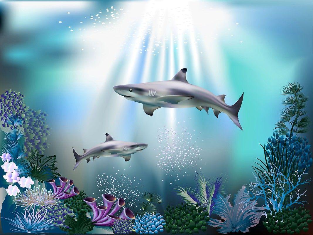 Coral Reef Shark Wallpapers - Top Free Coral Reef Shark Backgrounds