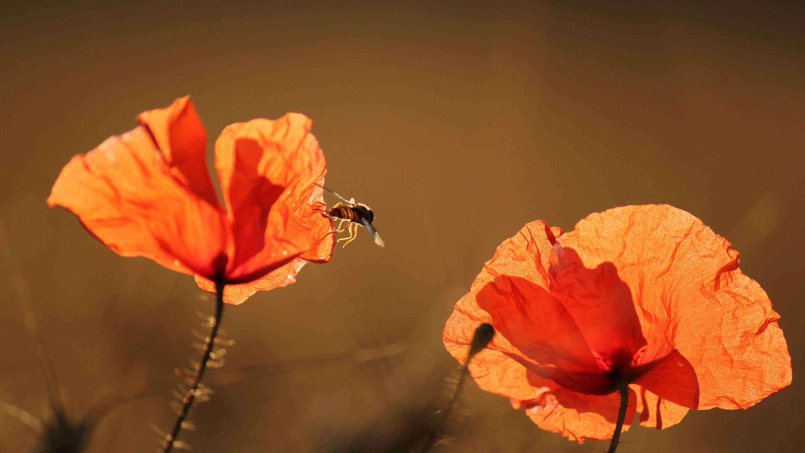 2560x1440 Red Poppy & Summer Sunshine wallpaper. Red Poppy & Summer Sunshine