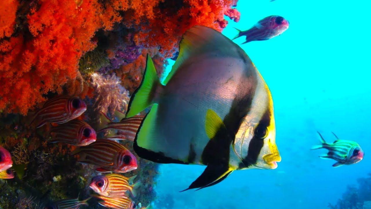 1280x720 The Coral Reef: 10 Hours of Relaxing Oceanscapes