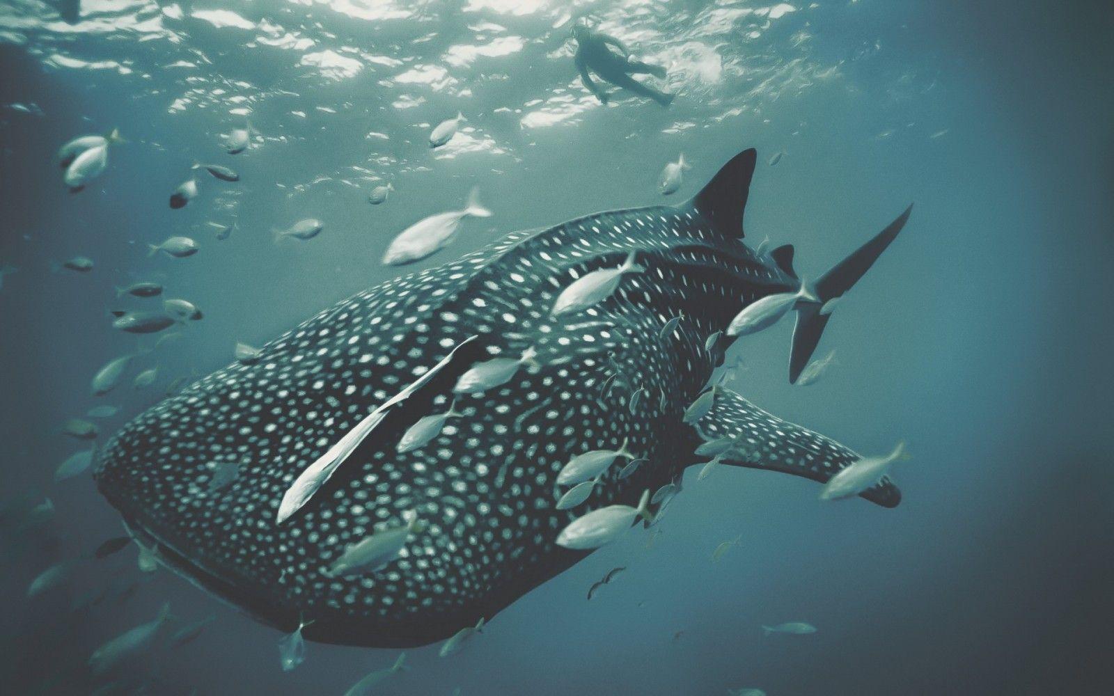 1600x1000 sea, photography, fish, underwater, whale, coral reef, biology, reef, marine biology, deep sea fish, coral reef fish, requiem shark. Mocah.org HD Wallpaper