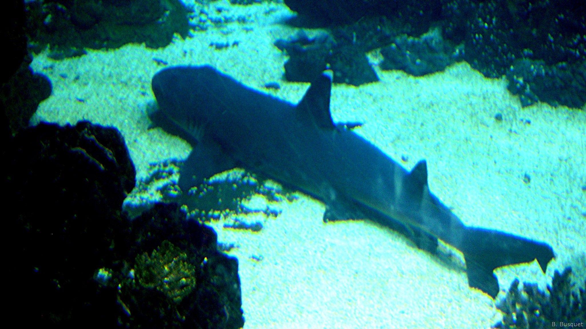 2048x1152 Sharks's HD Wallpaper