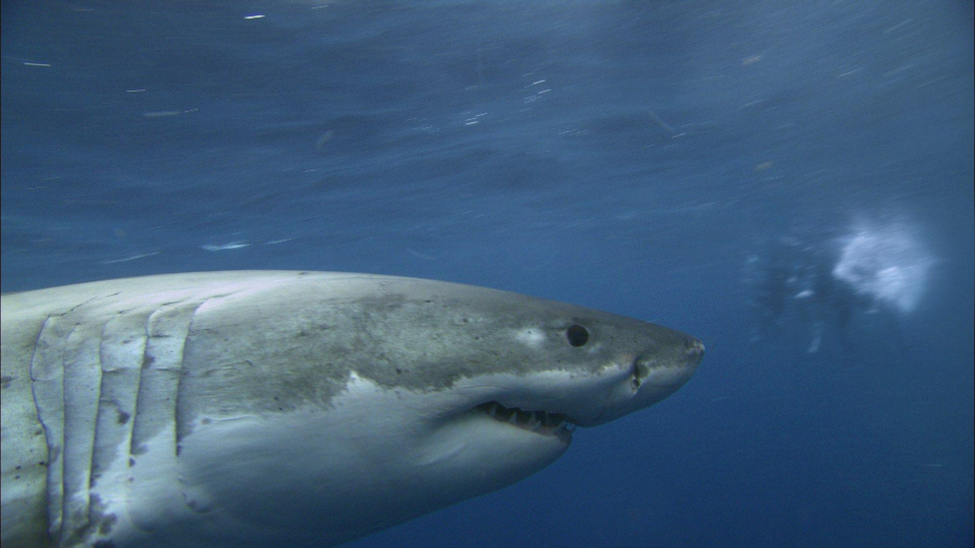 1920x1080 The Reef': The Scariest Shark Attack Movie You May Have Missed