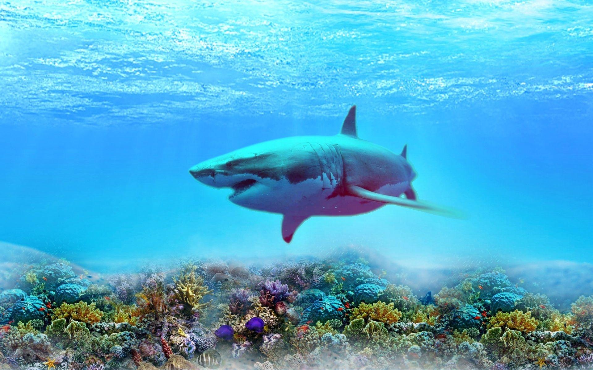 Coral Reef Shark Wallpapers - Top Free Coral Reef Shark Backgrounds