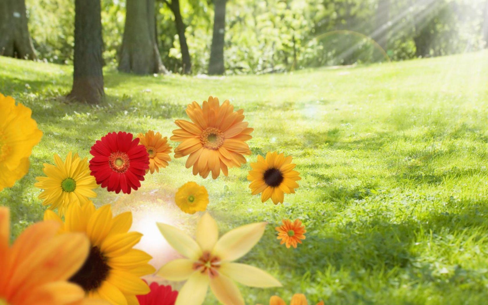 1680x1050 Free download Sunshine summer and color flowers desktop background wide wallpaper [1920x1080] for your Desktop, Mobile & Tablet. Explore Sunshine Wallpaper for Computer. Nature Sunshine Free Wallpaper, You Are