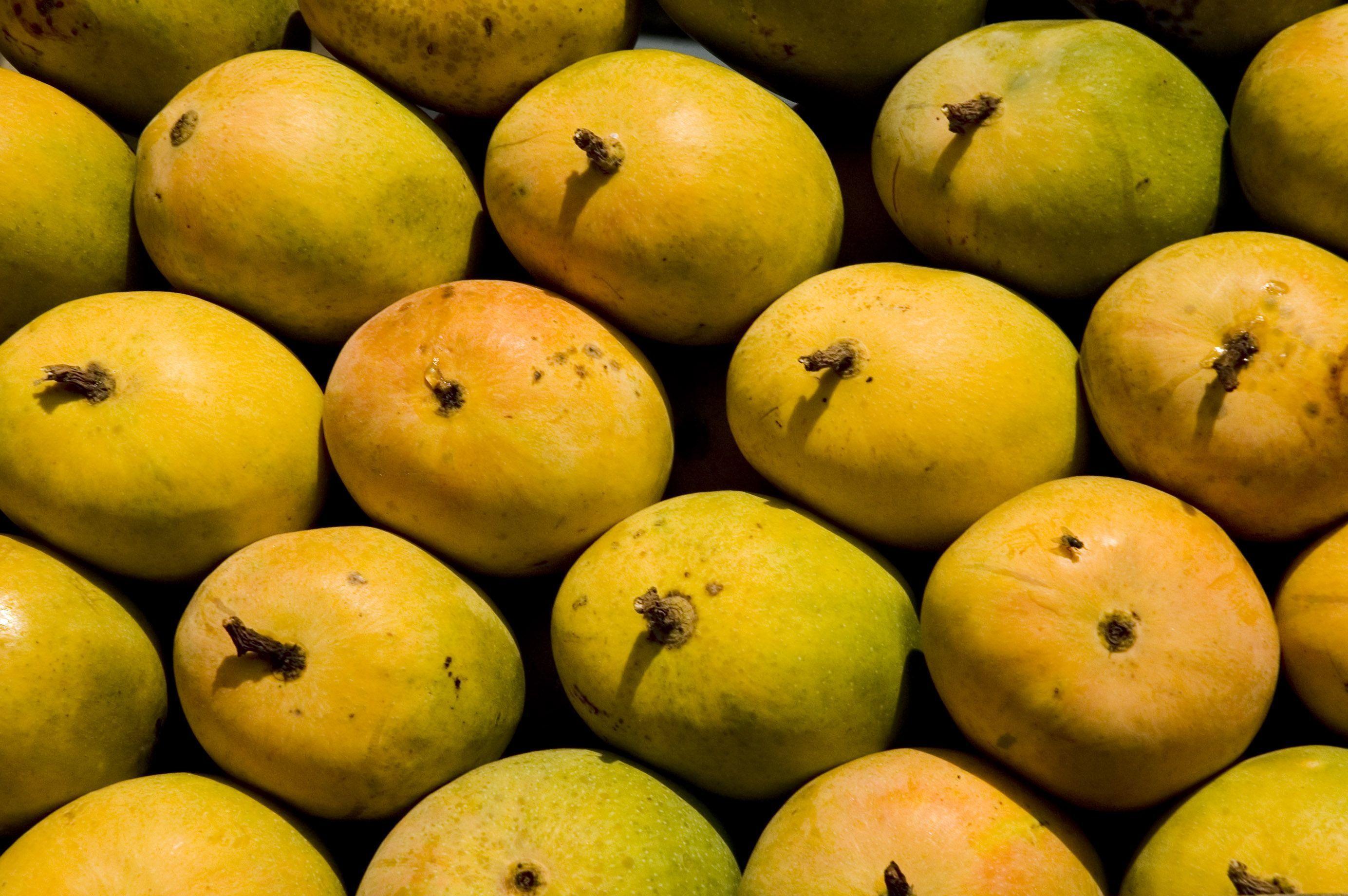 2768x1840 image of Mango in FHDQ