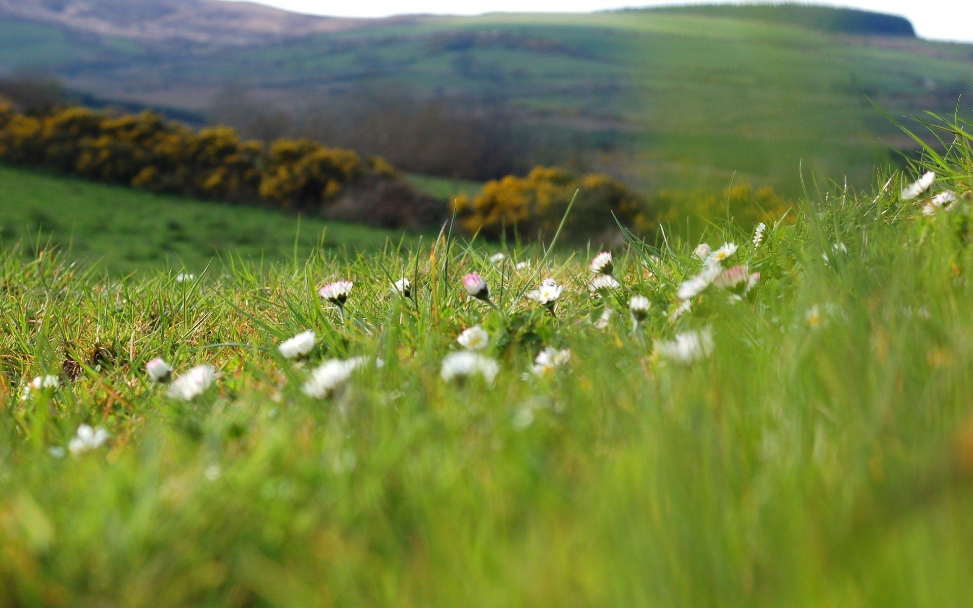 1920x1200 Wide HD Meadow Wallpaper. FLGX HD.8 KB