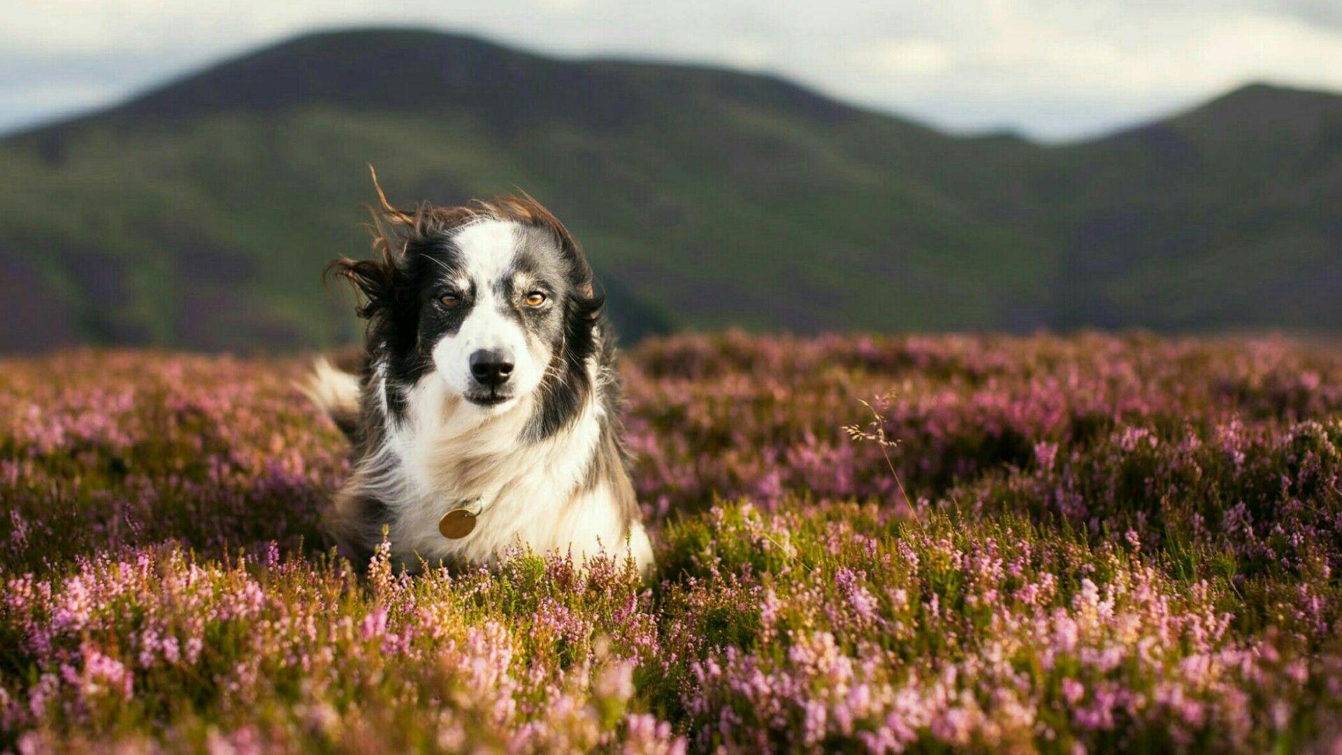 1920x1080 Border Collie In The Meadow Wallpaper. Wallpaper Studio 10. Tens