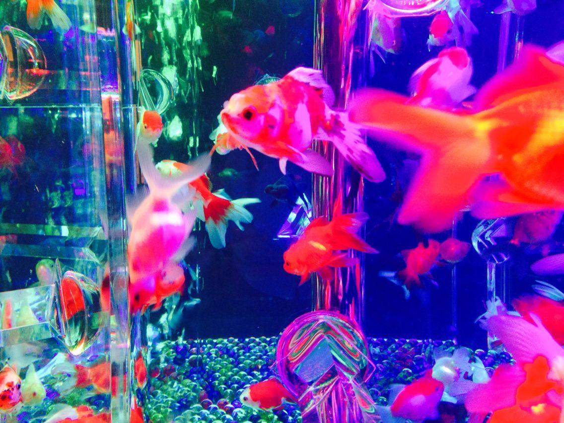 1136x852 芸術. Neon wallpaper, Neon aesthetic, Aesthetic picture