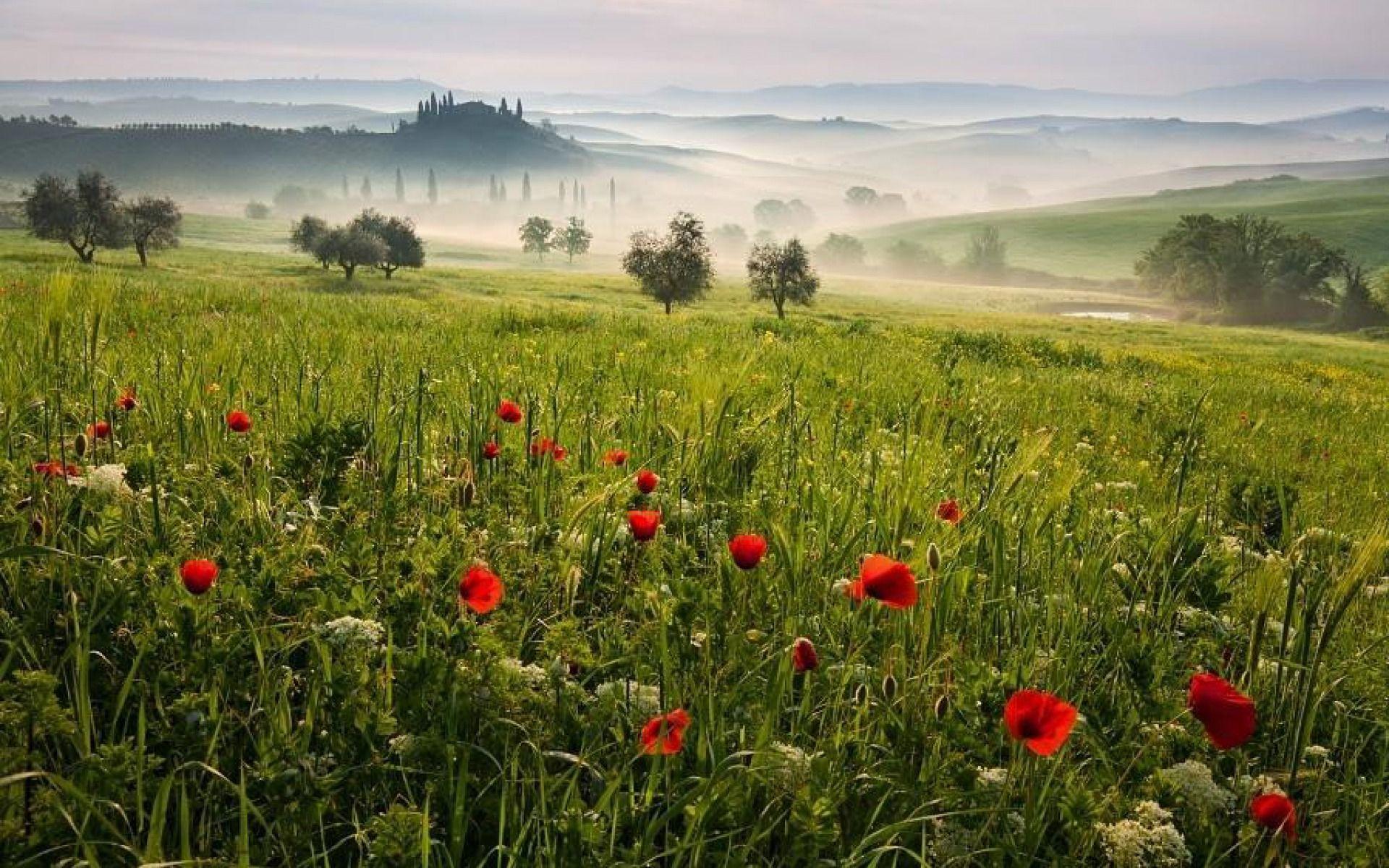1920x1200 Tuscany Meadow wallpaper. Tuscany Meadow