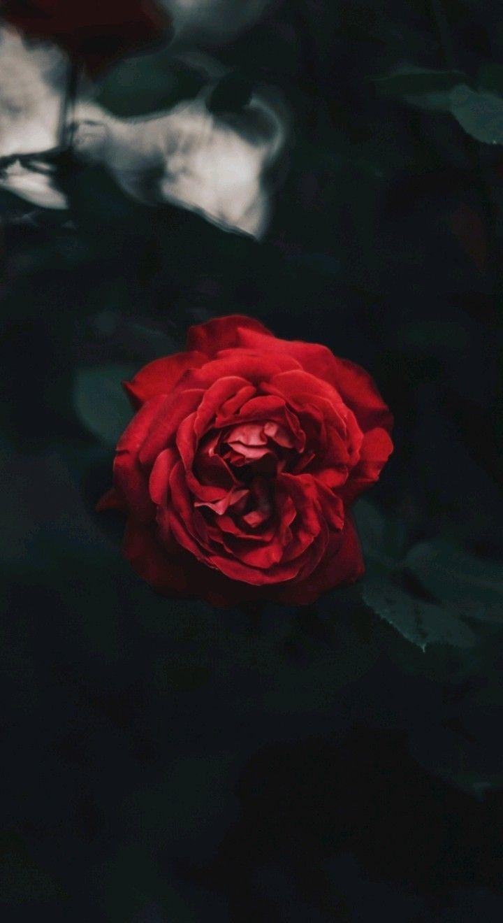 Sad Rose Wallpapers Top Free Sad Rose Backgrounds WallpaperAccess