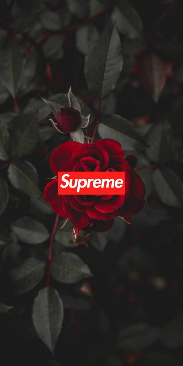 Sad Rose Wallpapers Top Free Sad Rose Backgrounds WallpaperAccess