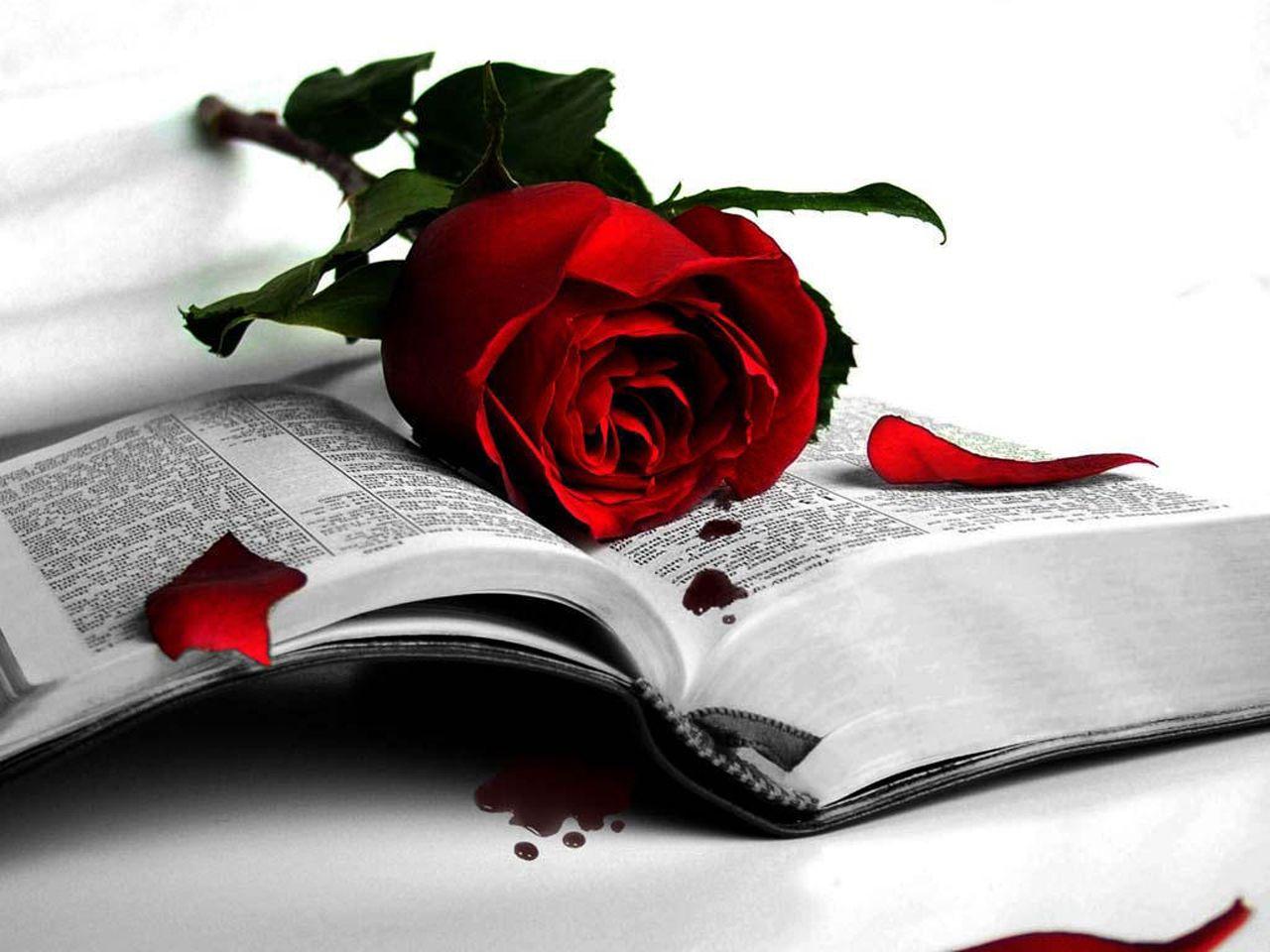 1280x960 Free download Rose Wallpaper and Quotes The Wondrous Pics [1280x960] for your Desktop, Mobile & Tablet. Explore Red Rose Love Wallpaper. Pink Rose Wallpaper, Rose Wallpaper, Dark Red Roses Wallpaper
