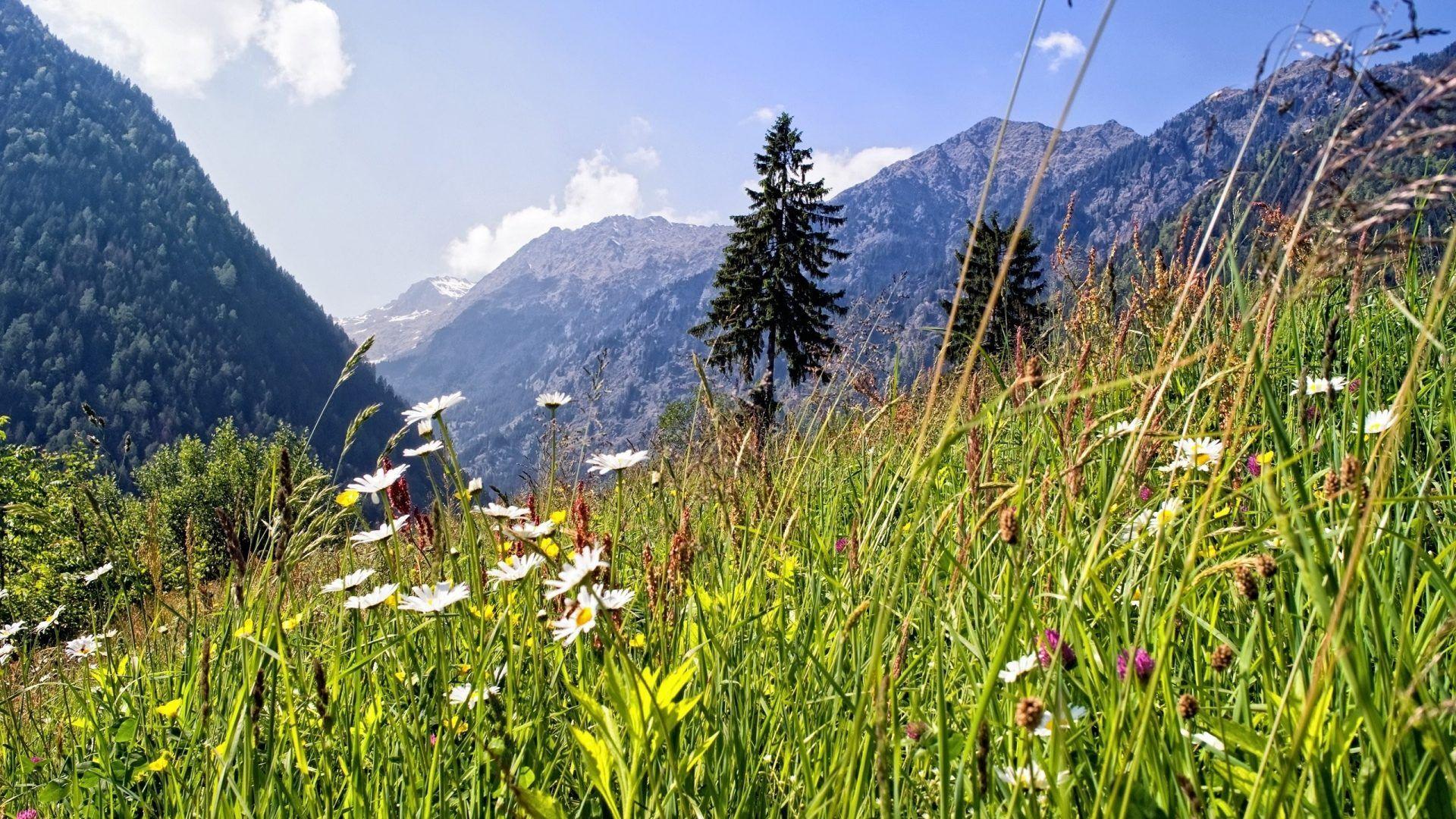 1920x1080 Meadow Tag wallpaper: Bruise Madeira Meadow Pride New Nature