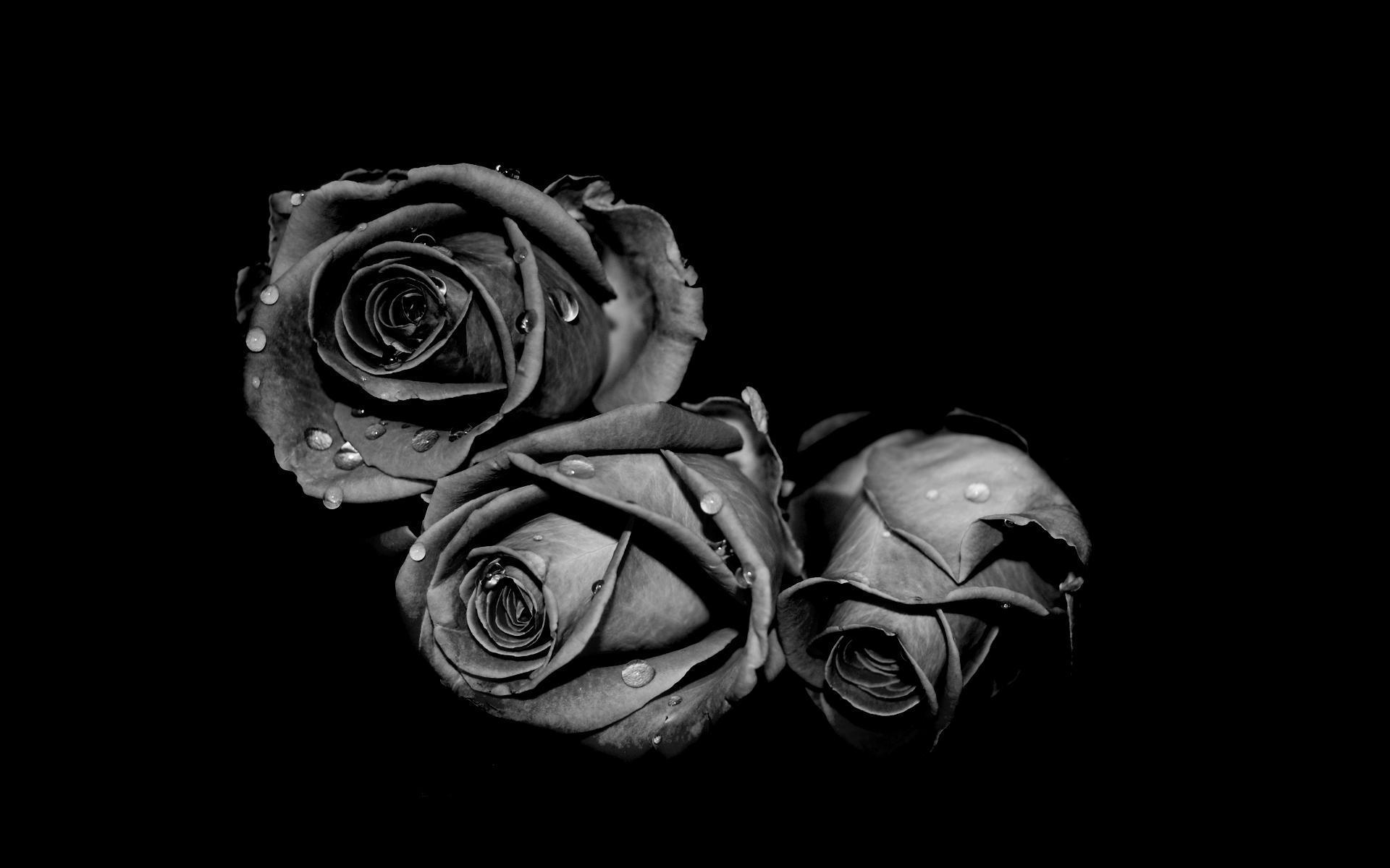 1920x1200 Wallpaper Sad Rose