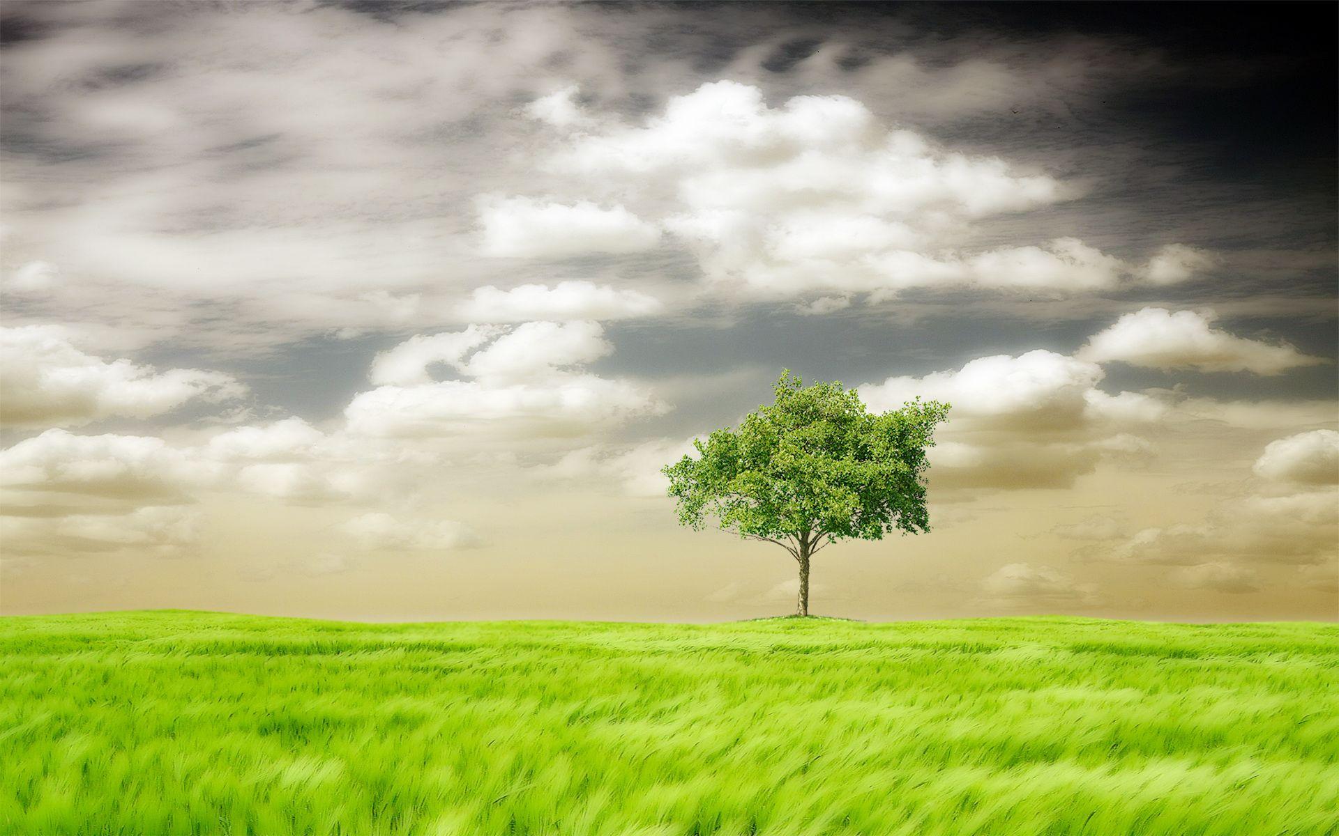 1920x1200 Meadow Wallpaper, Best Meadow Wallpaper in High Quality, Meadow