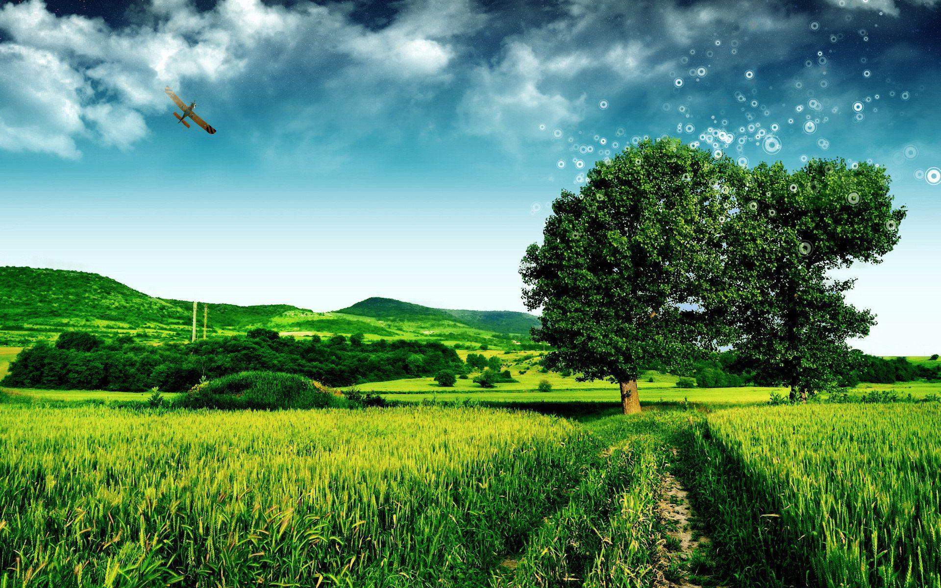 1920x1200 Meadow wallpaper