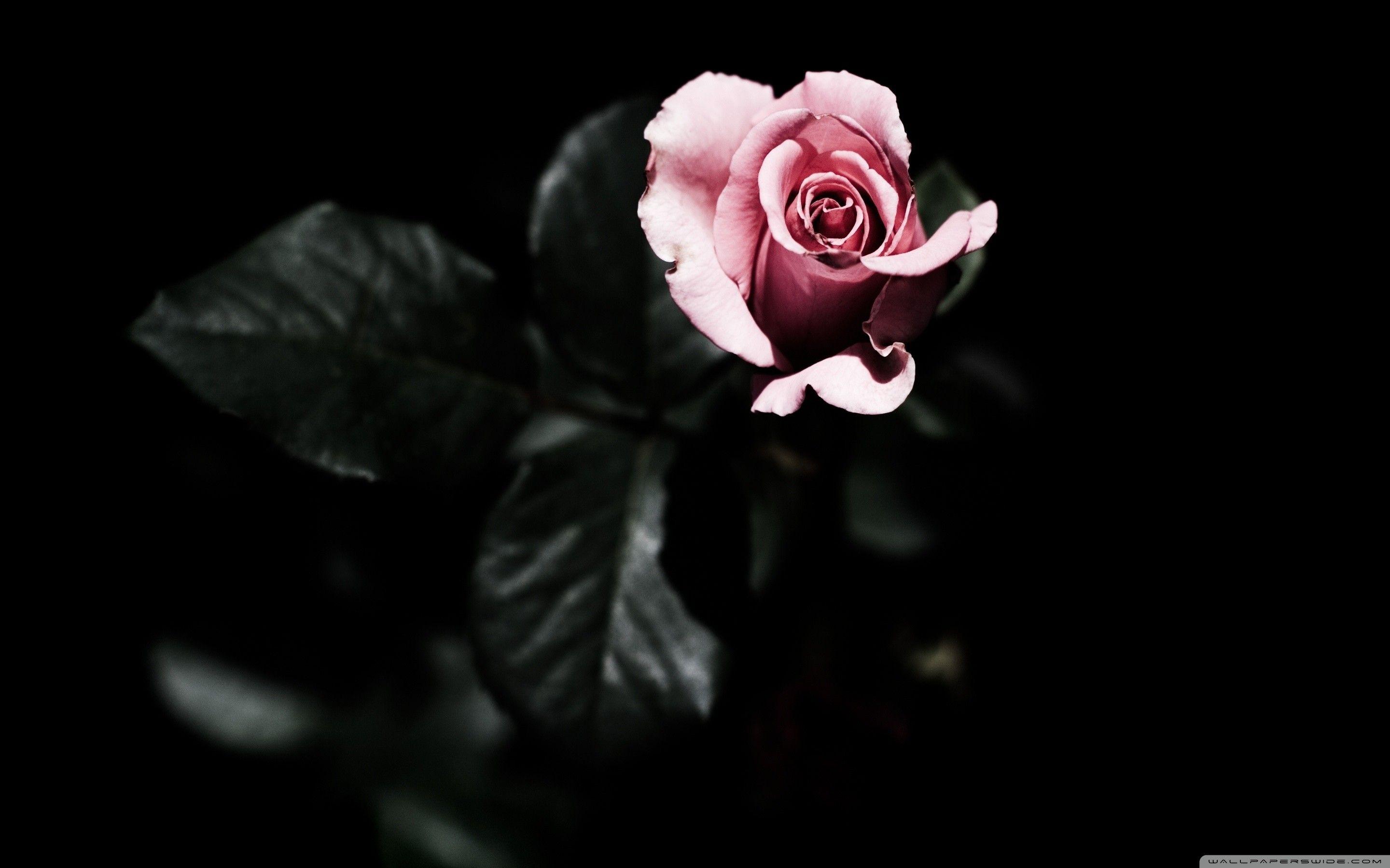 2880x1800 Gothic Roses