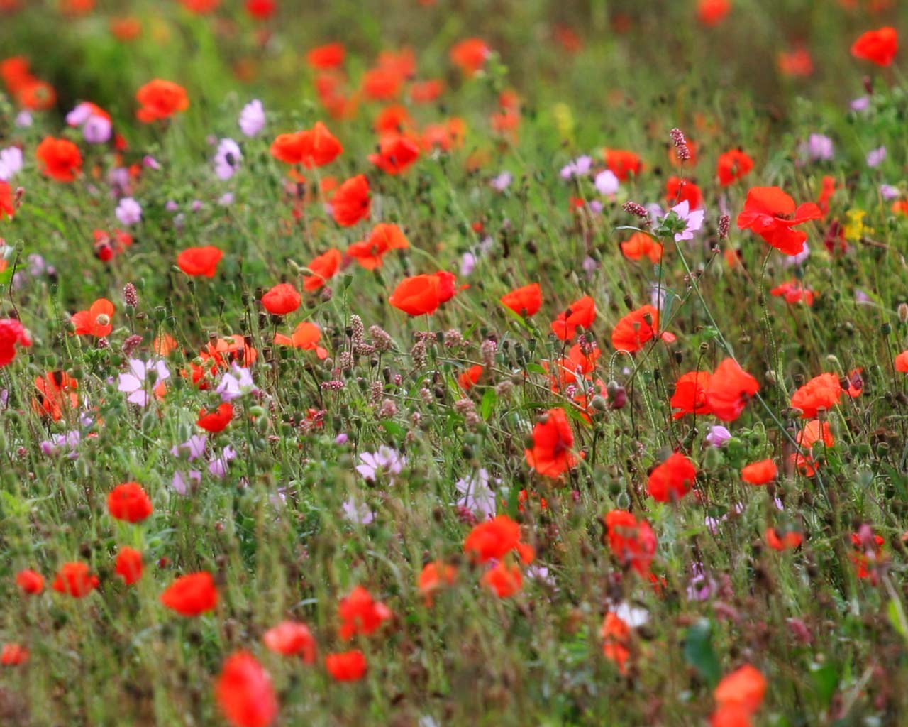 1280x1024 PC, Lap Wildflower Meadow Wallpaper In FHD AHM BsnSCB Gallery