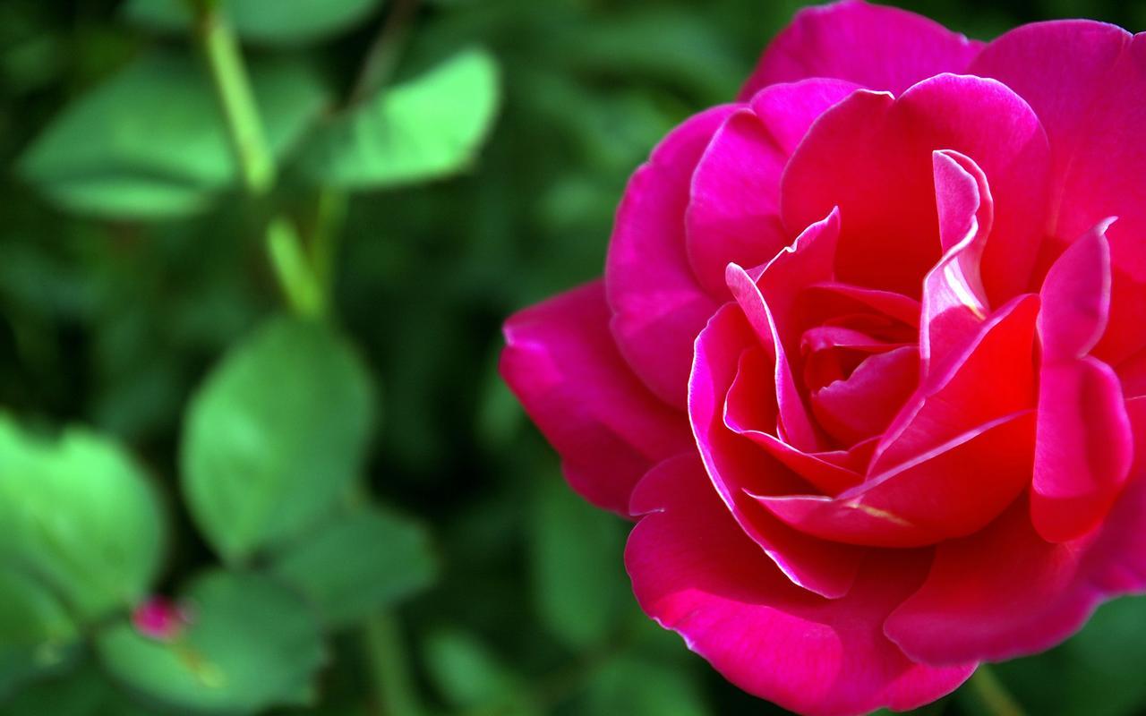 1280x800 Free download wallpaper black rose wallpaper blue rose wallpaper derrick rose [1280x800] for your Desktop, Mobile & Tablet. Explore Roses Desktop Wallpaper. Roses Image & Wallpaper, Free Rose Wallpaper