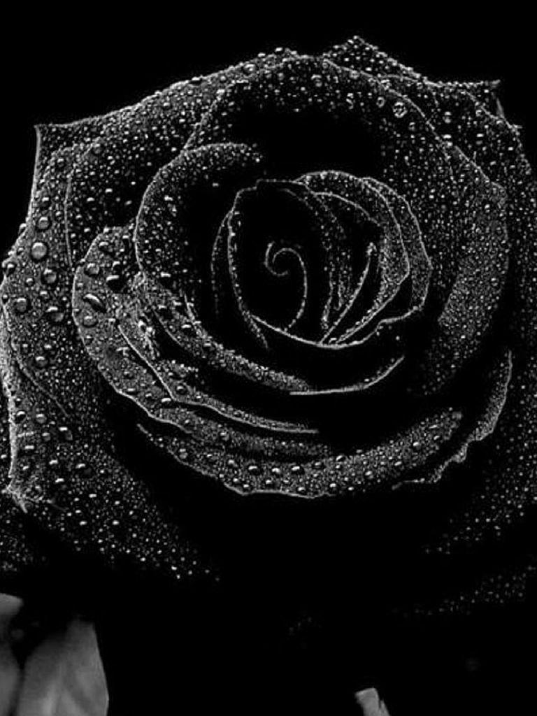 768x1024 Free download Pretty Black Wallpaper 38 HD Black Wallpaper Download [1440x1280] for your Desktop, Mobile & Tablet. Explore Pretty Black Background. Pretty Wallpaper, Black Wallpaper for Desktop