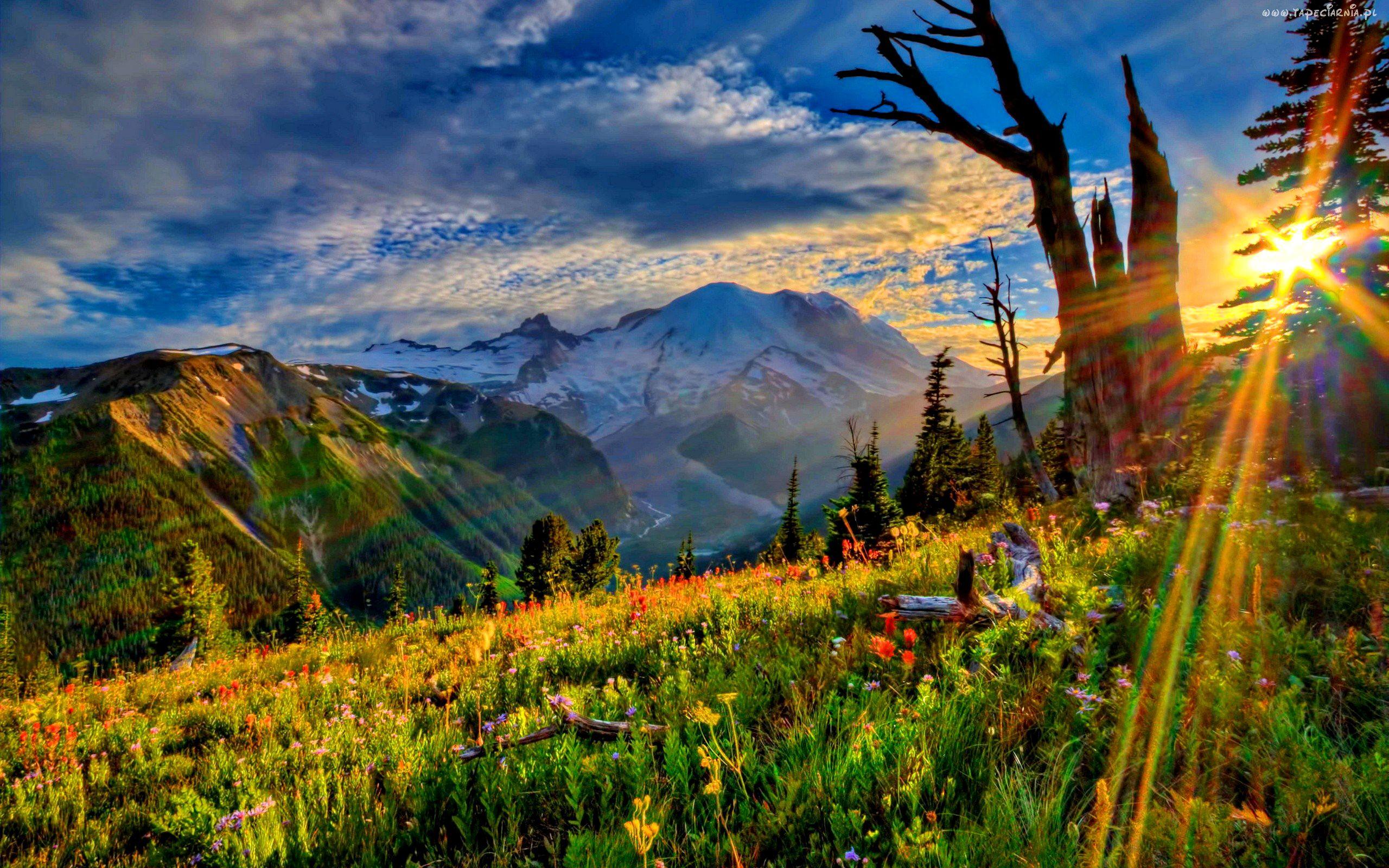 2560x1600 Meadow wallpaperx1600