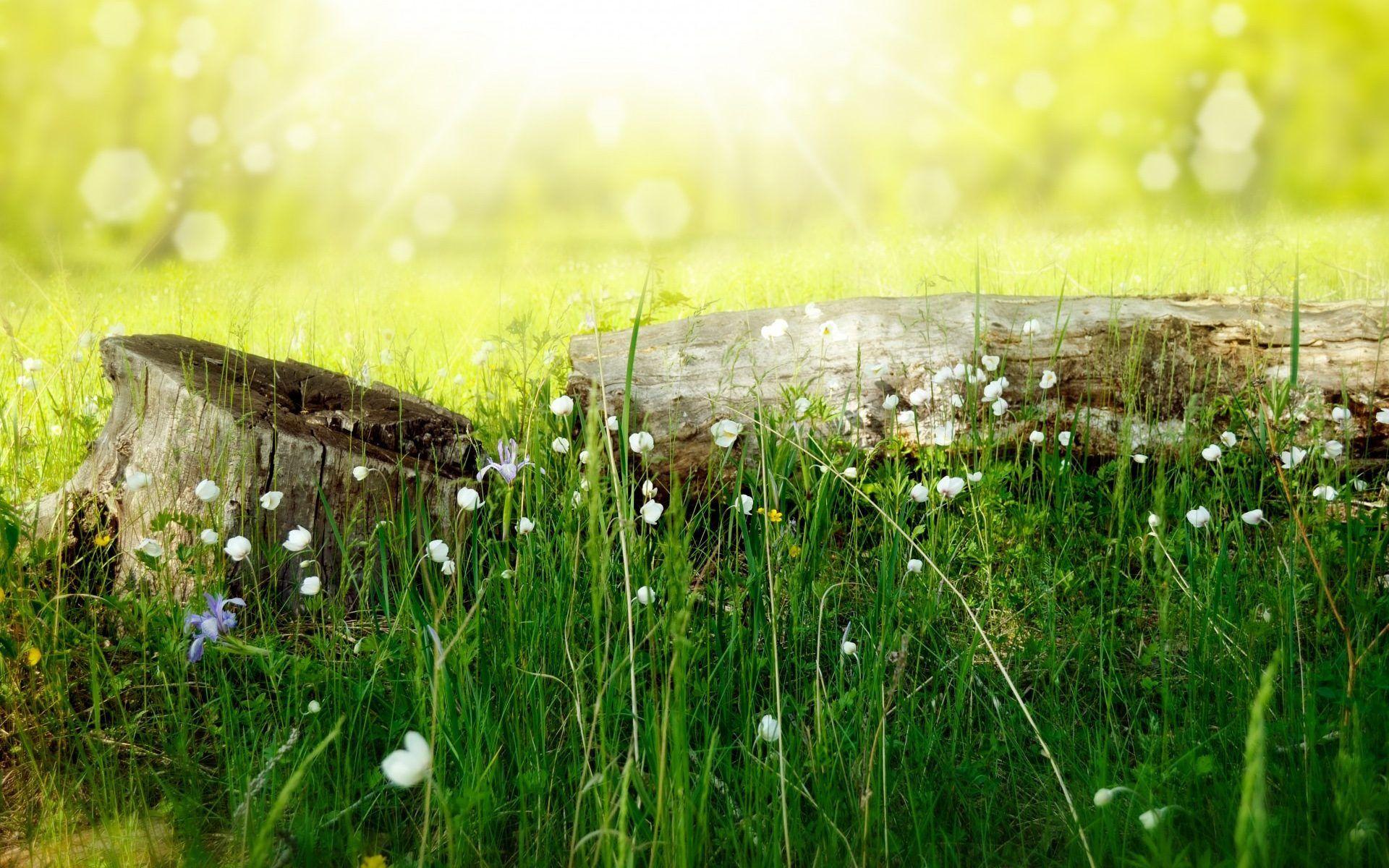 1920x1200 Download Nature 4K Image HD Wallpaper Desktop Background summer