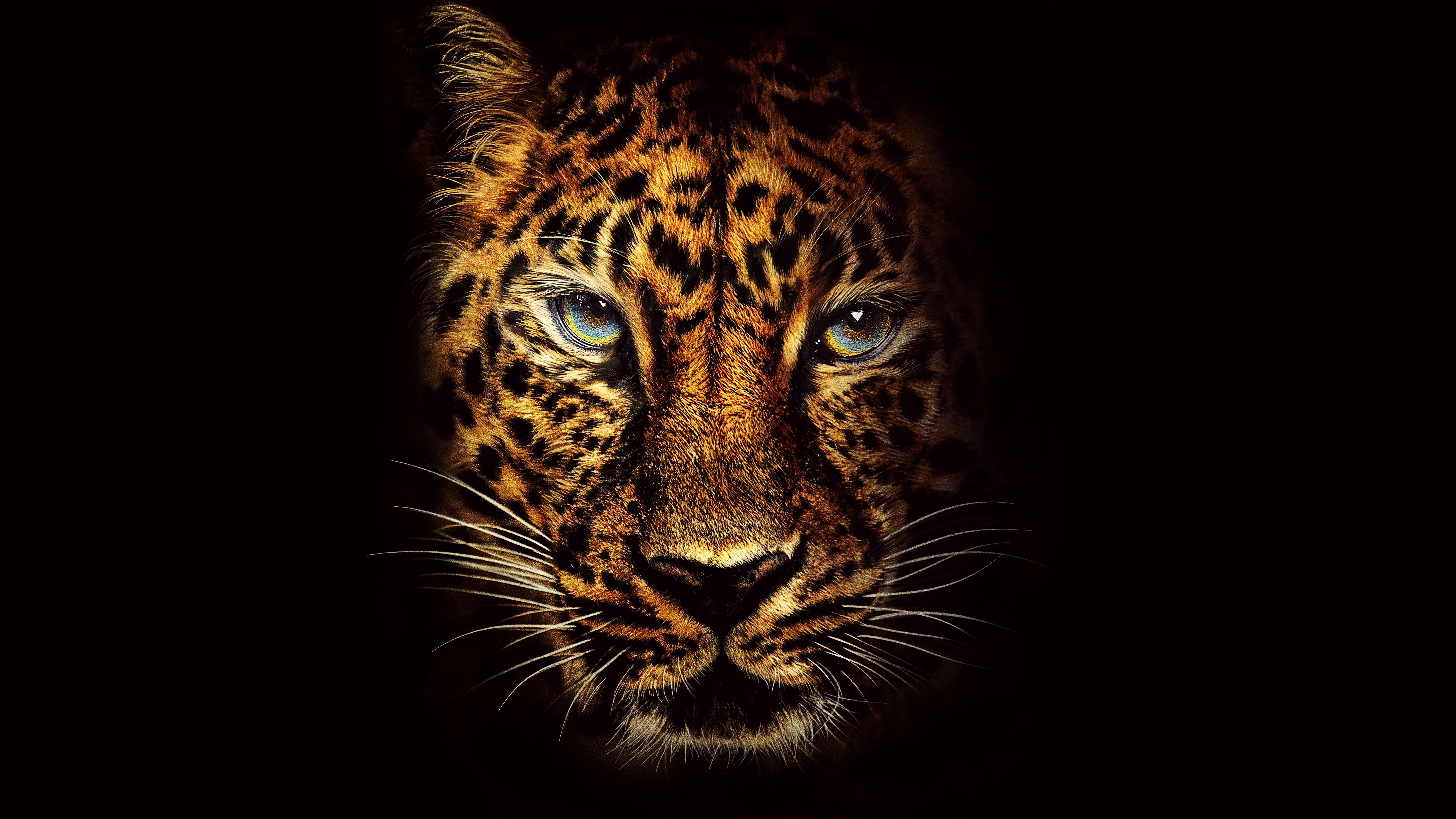 Black Jaguar Wallpapers - Top Free Black Jaguar Backgrounds -  WallpaperAccess