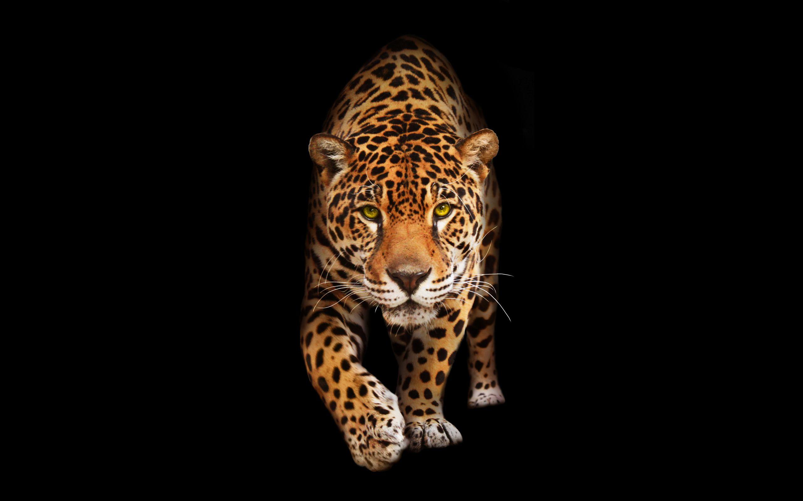 2560x1600 Wallpaper 4k Wild Cat Jaguar HD Cat, Hungry, Jaguar, Wild