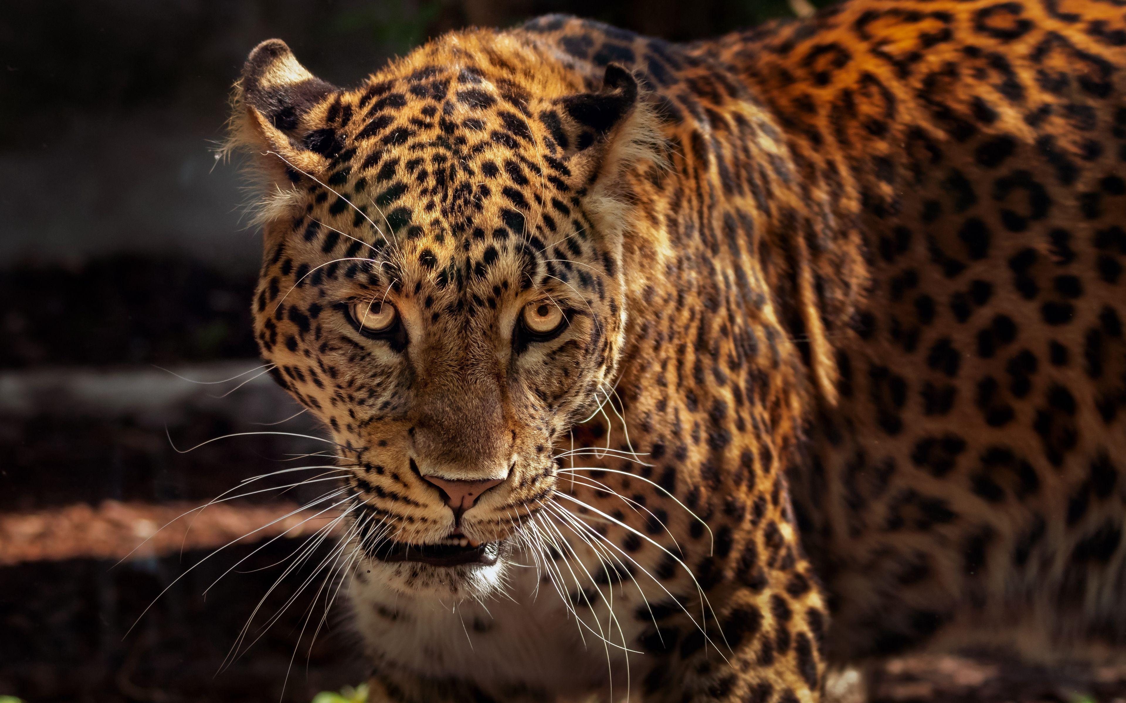 3840x2400 Download wallpaper 3840x2400 jaguar, predator, muzzle, big cat, wildlife 4k ultra HD 16:10 HD background