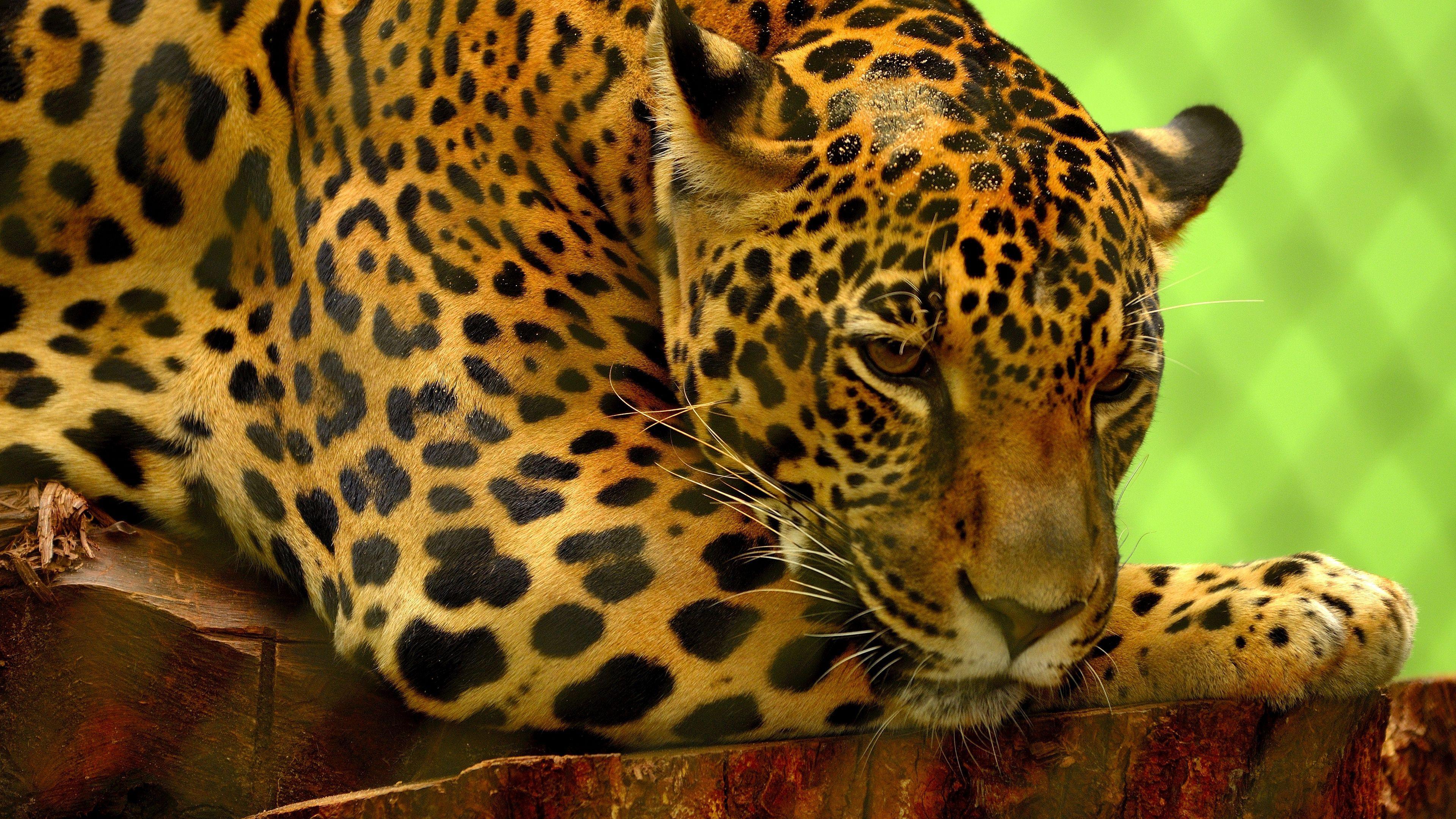 3840x2160 Jaguar 4k Wallpaper