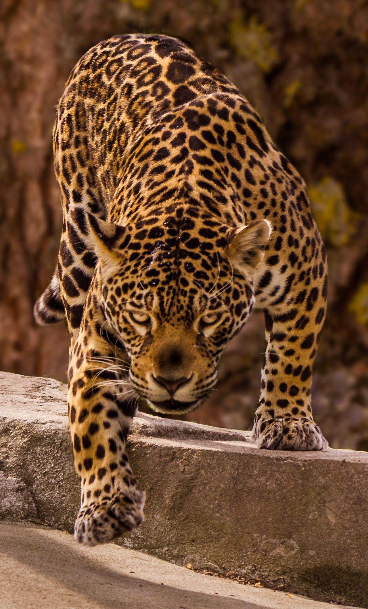 1280x2120 Download Jaguar, predator, wild and beast wallpaper, 1280x iPhone 6 Plus