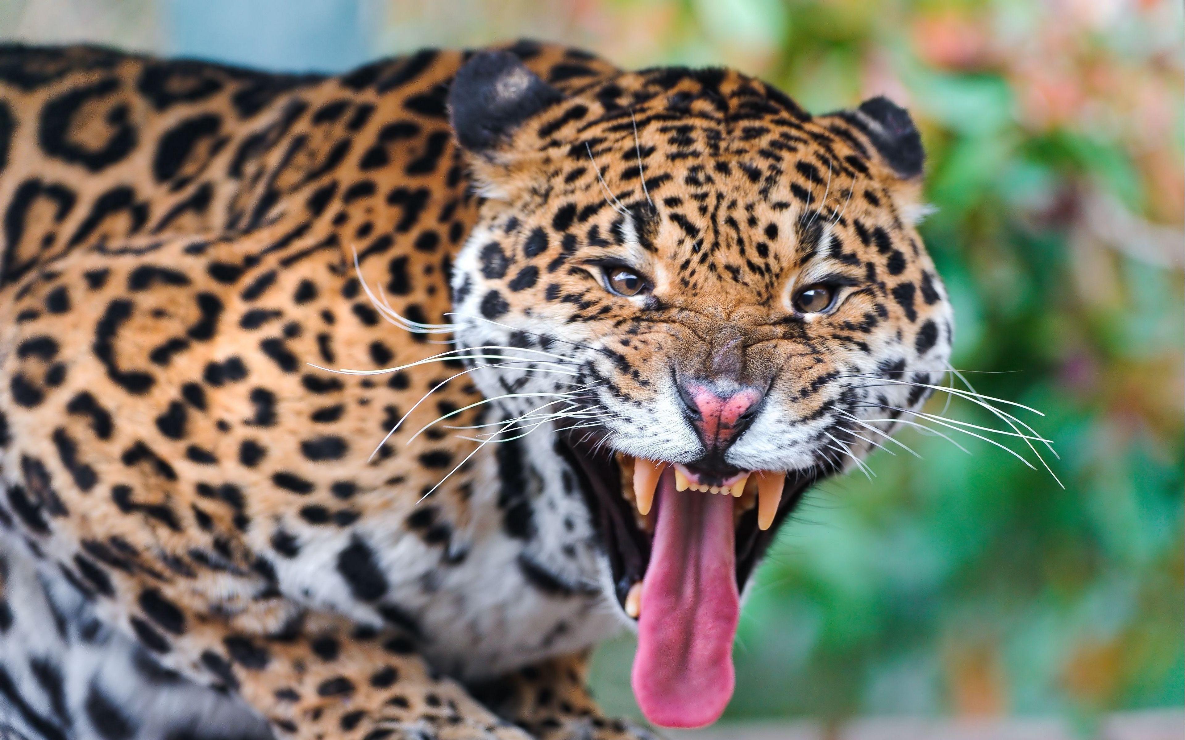 Jaguar Animal 4K Wallpapers - Top Free Jaguar Animal 4K Backgrounds ...