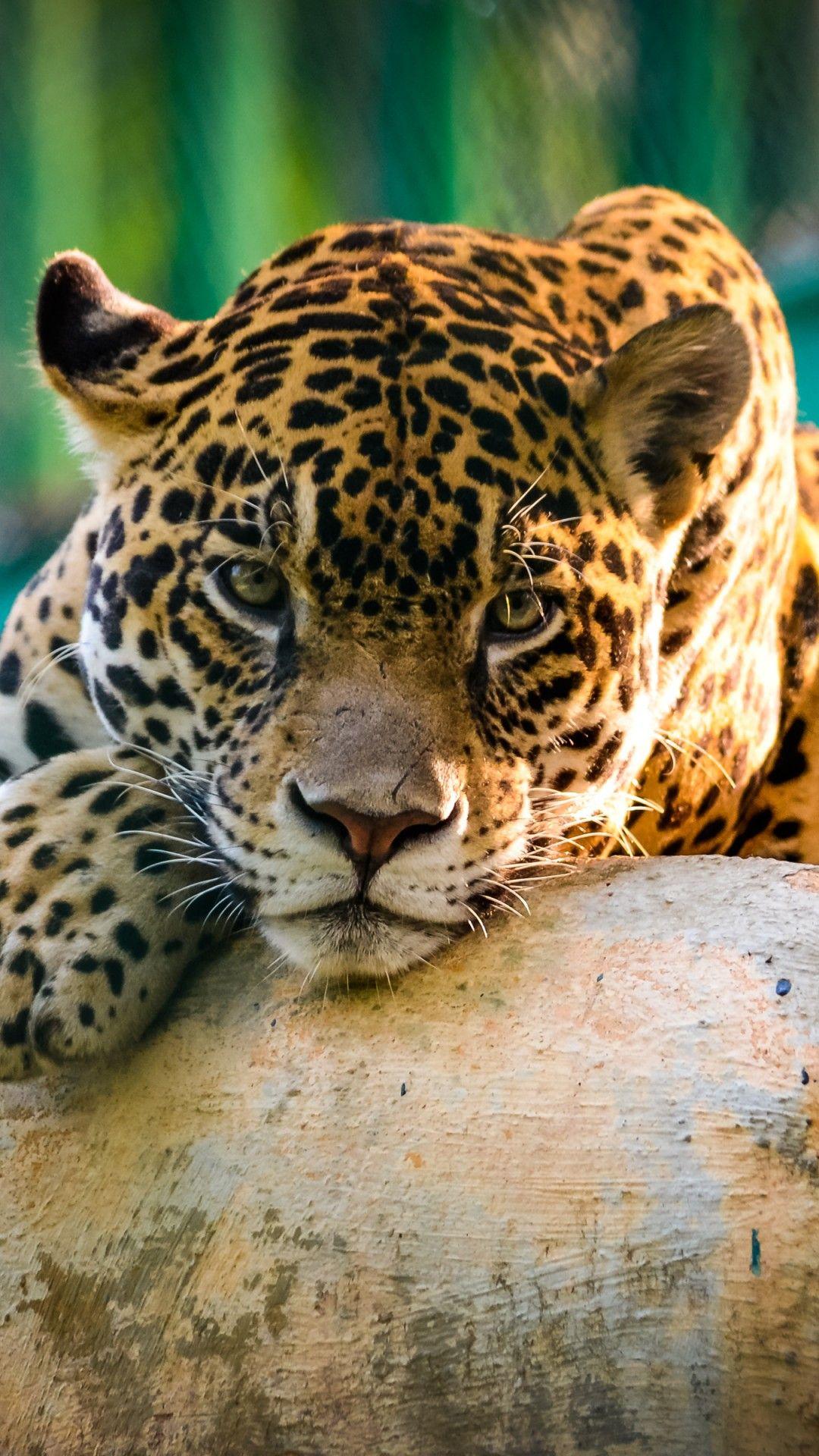 1080x1920 Jaguar Animal Wallpaper