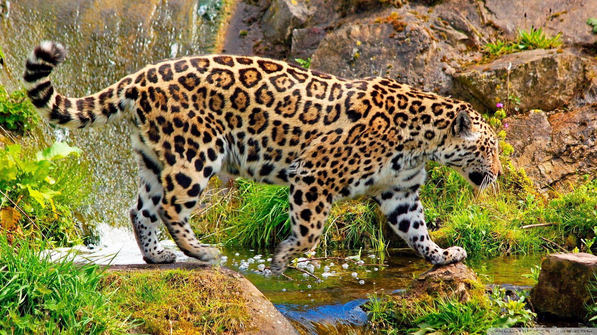 1920x1080 Jaguars Animals Big Cats Wallpaper:1920x1080