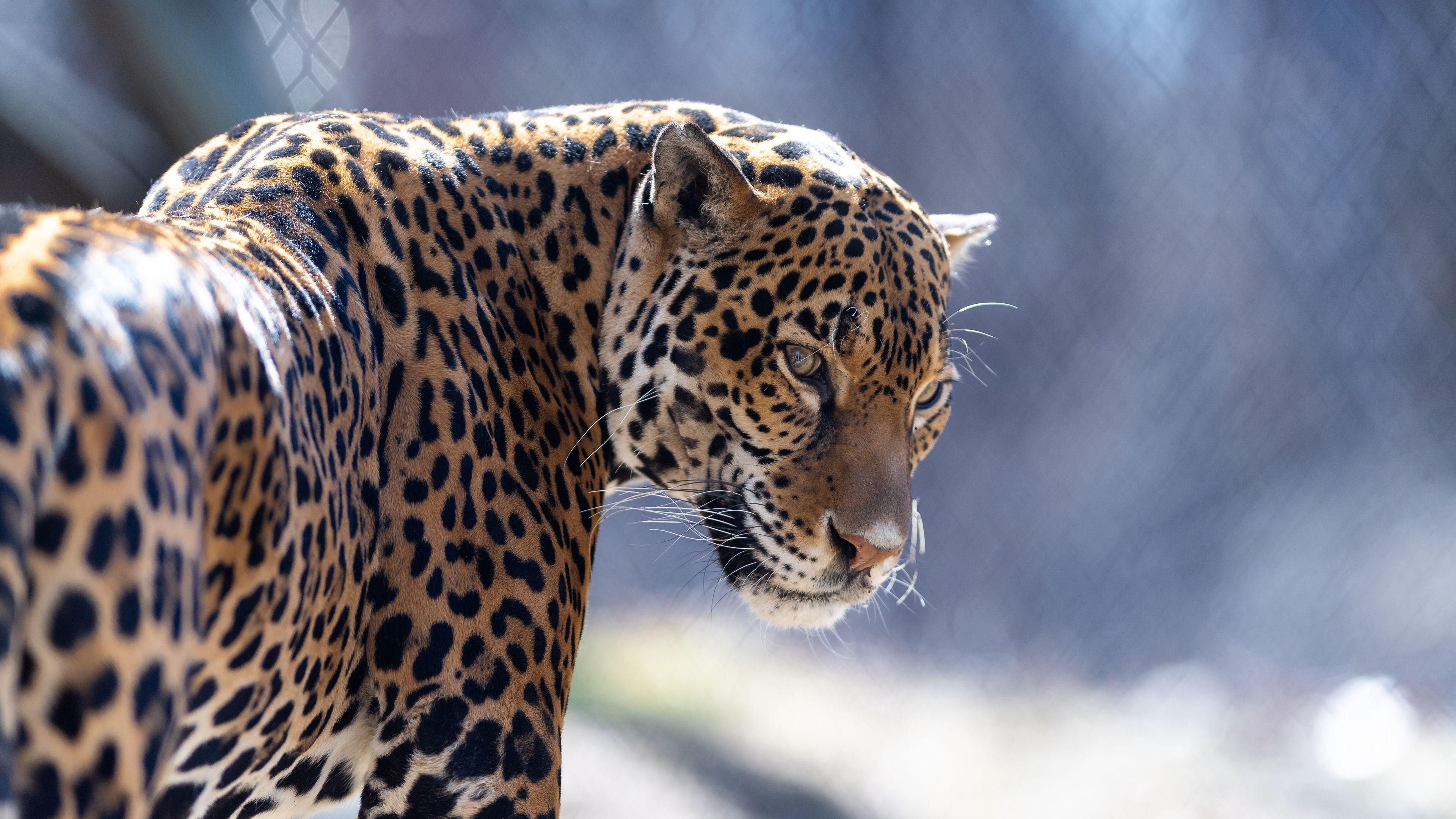 3840x2160 Download wallpaper 3840x2160 jaguar, big cat, predator, look 4k uhd 16:9 HD background