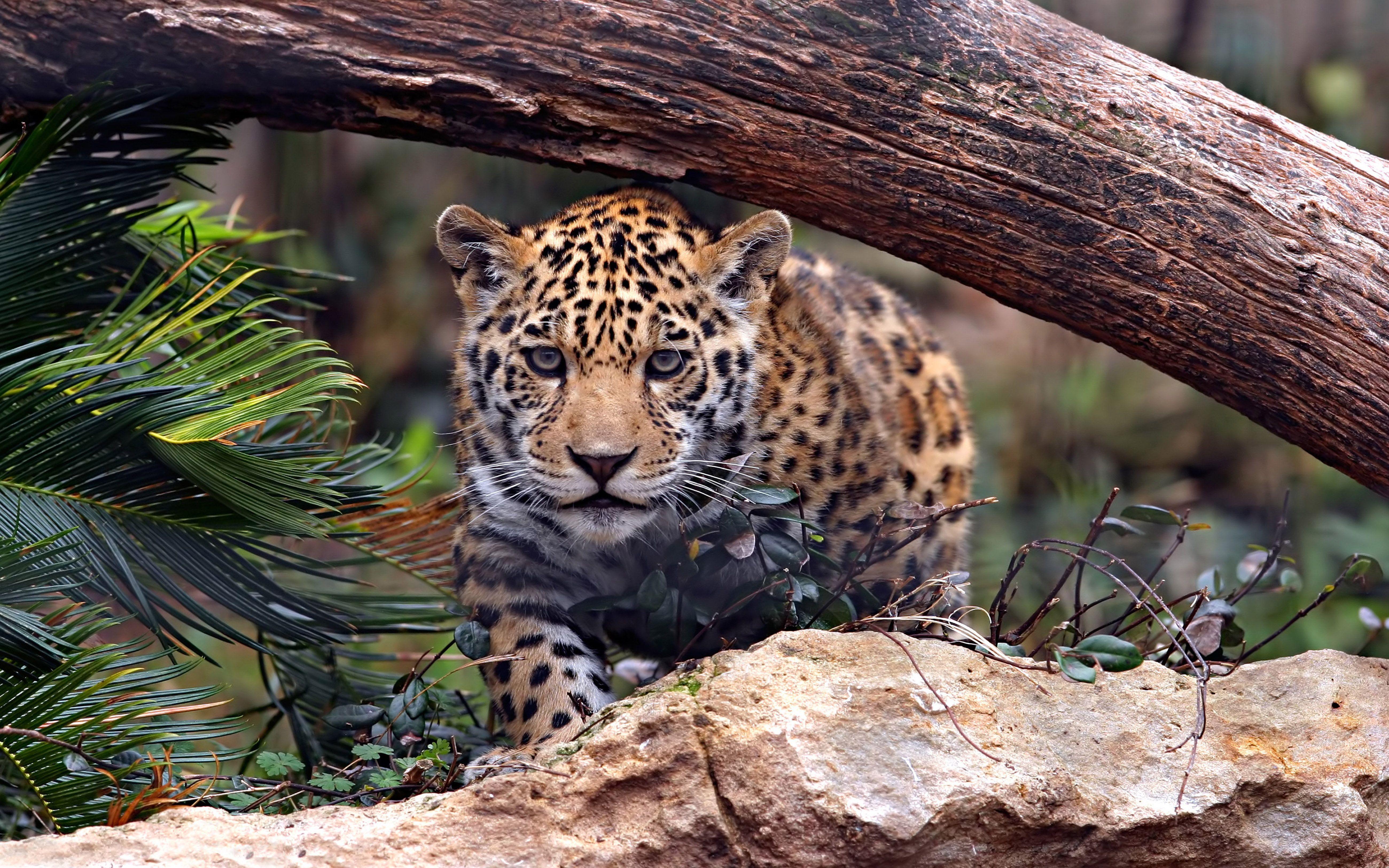 5200x3250 Animals Jaguar Predator Wild Cat Uhd 4k Wallpaper For Desktop Mobile Phones 5200x3250 :