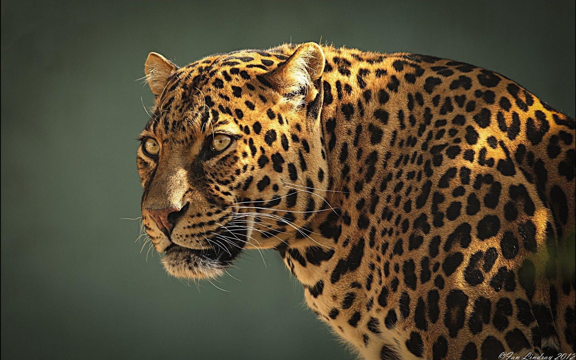 1920x1200 Jaguar Windows Background Wallpaper Download Resolution 4K Wallpaper