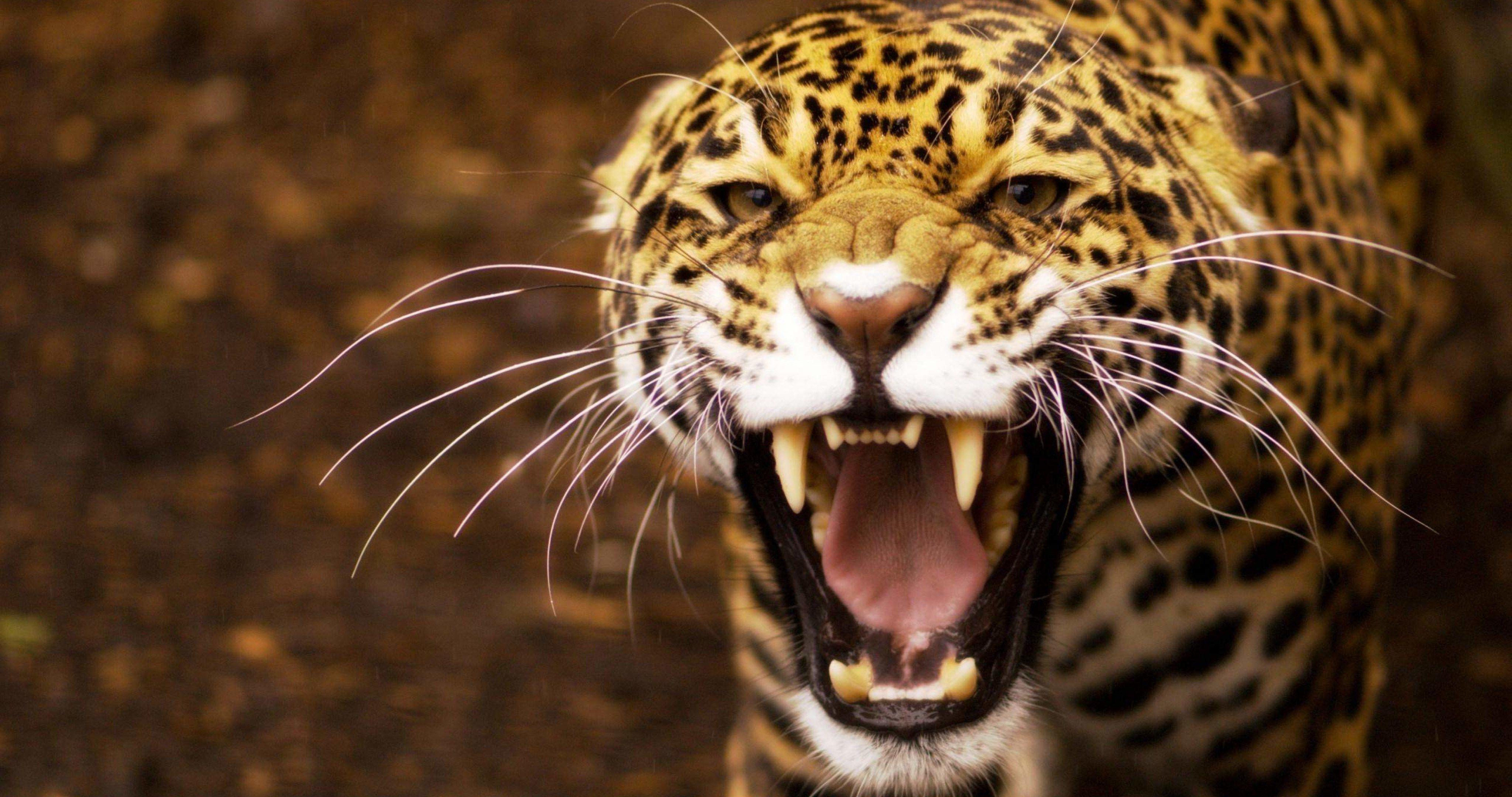 4096x2160 angry jaguar 4k ultra HD wallpaper High quality walls