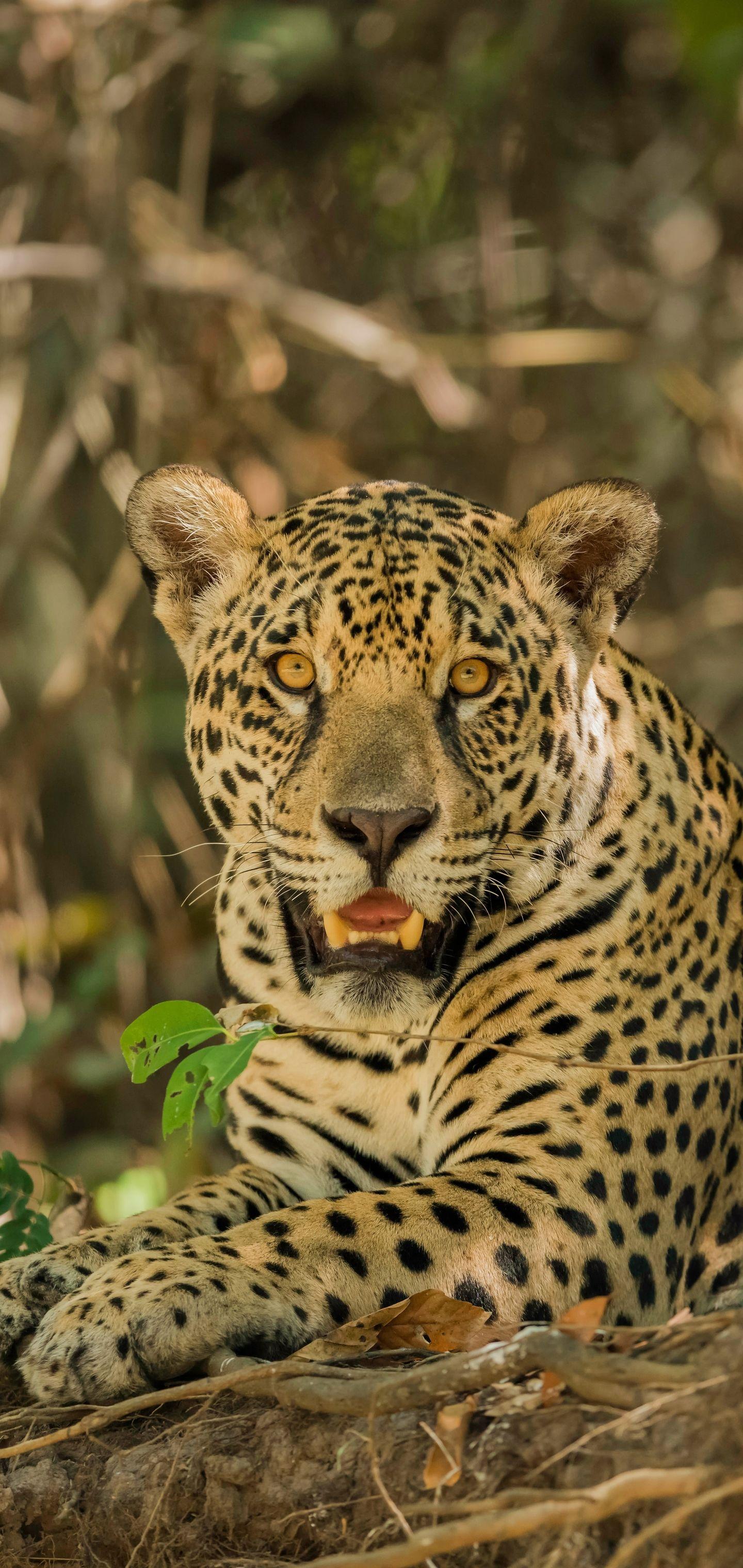 1440x3040 Samsung / Galaxy S10 HD Wallpaper 1920x1080 S1 10 Jaguar Cats Mobile Wallpaper 635779 Jpg