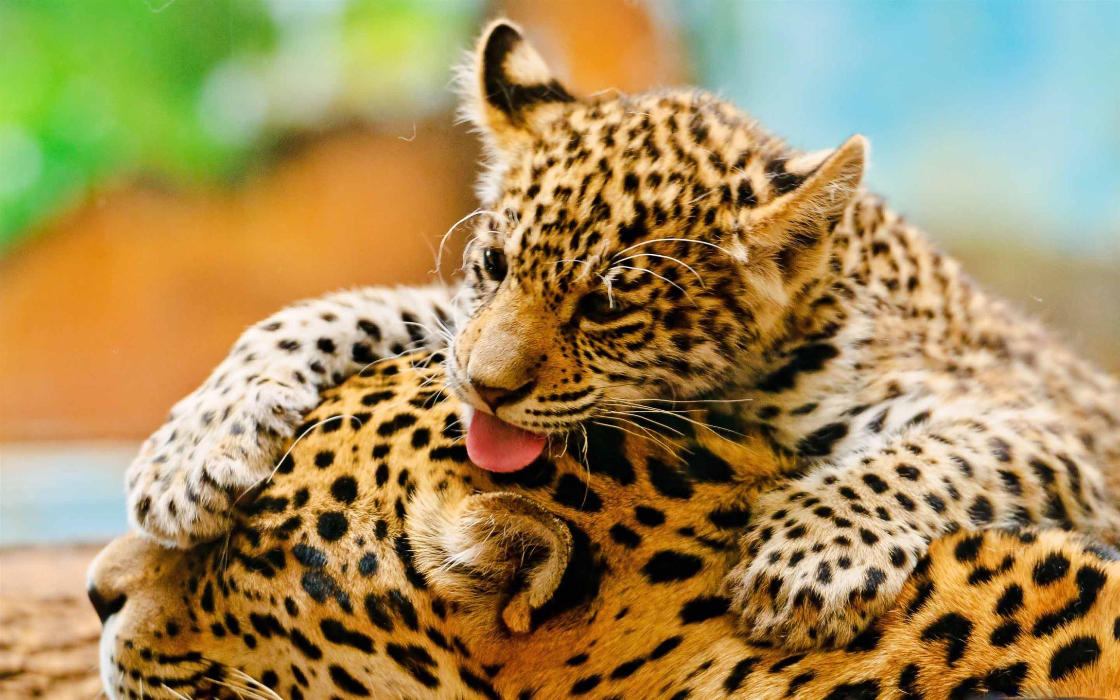 2304x1440 Jaguar Cub And Mother MacBook Air Wallpaper Download