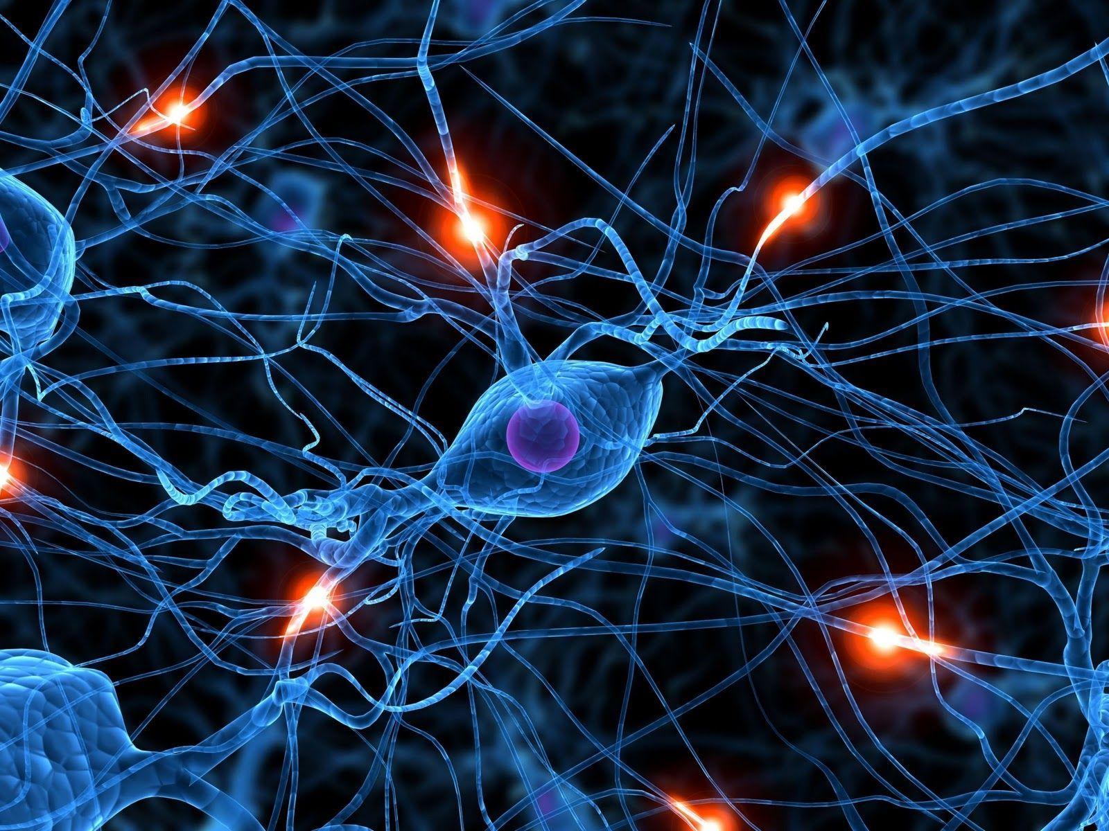 neurons in the brain wallpaper