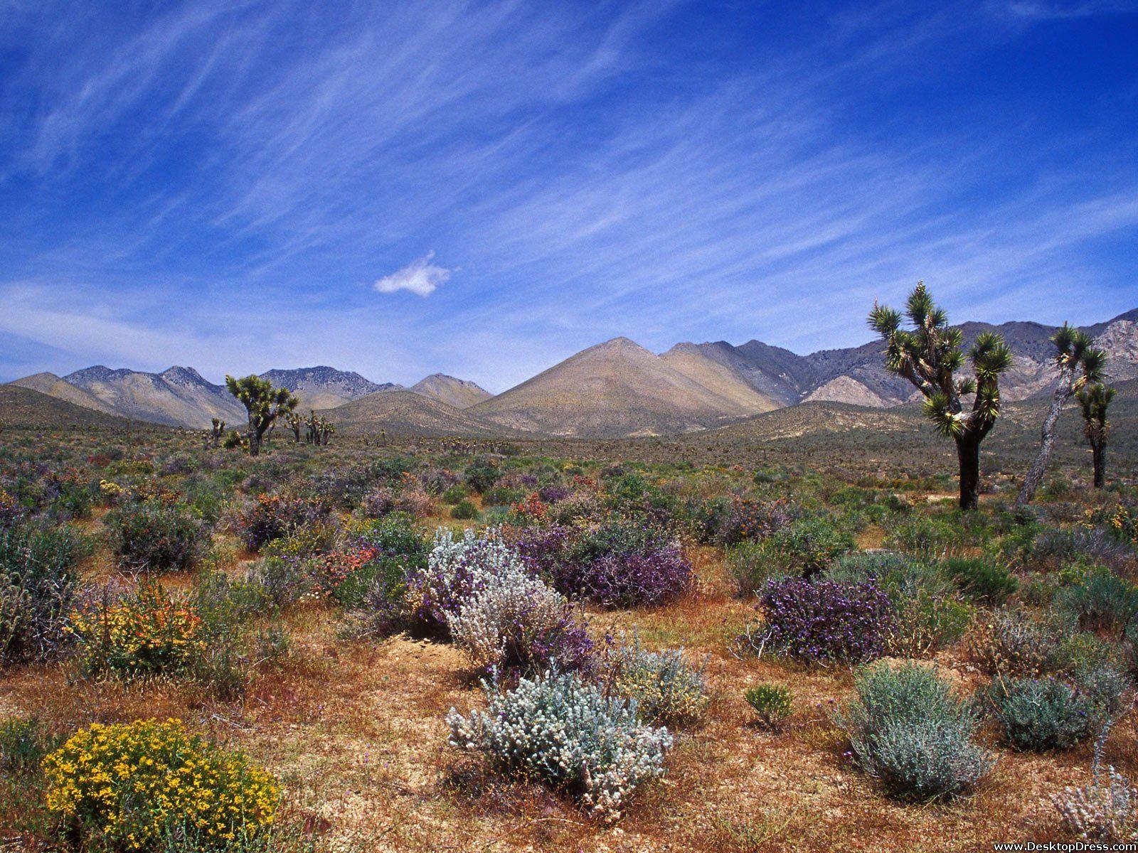 California Desert Wallpapers Top Free California Desert Backgrounds
