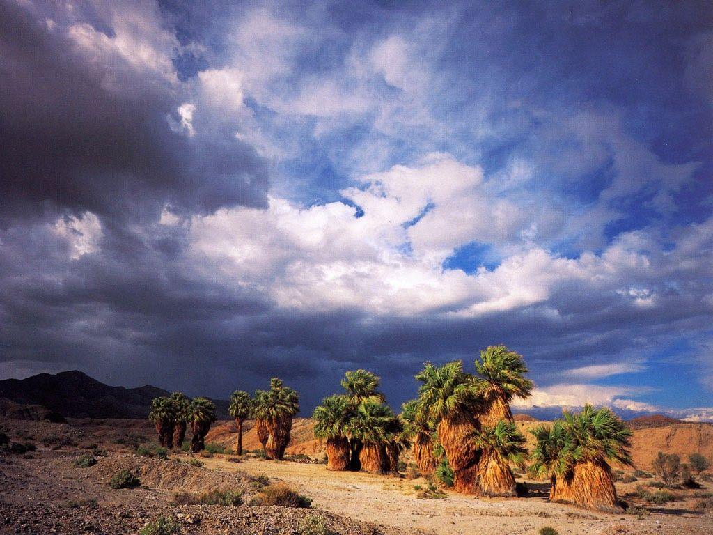 1024x768 Desert: Palms Palm California Oasis Seventeen Desert Wallpaper HD