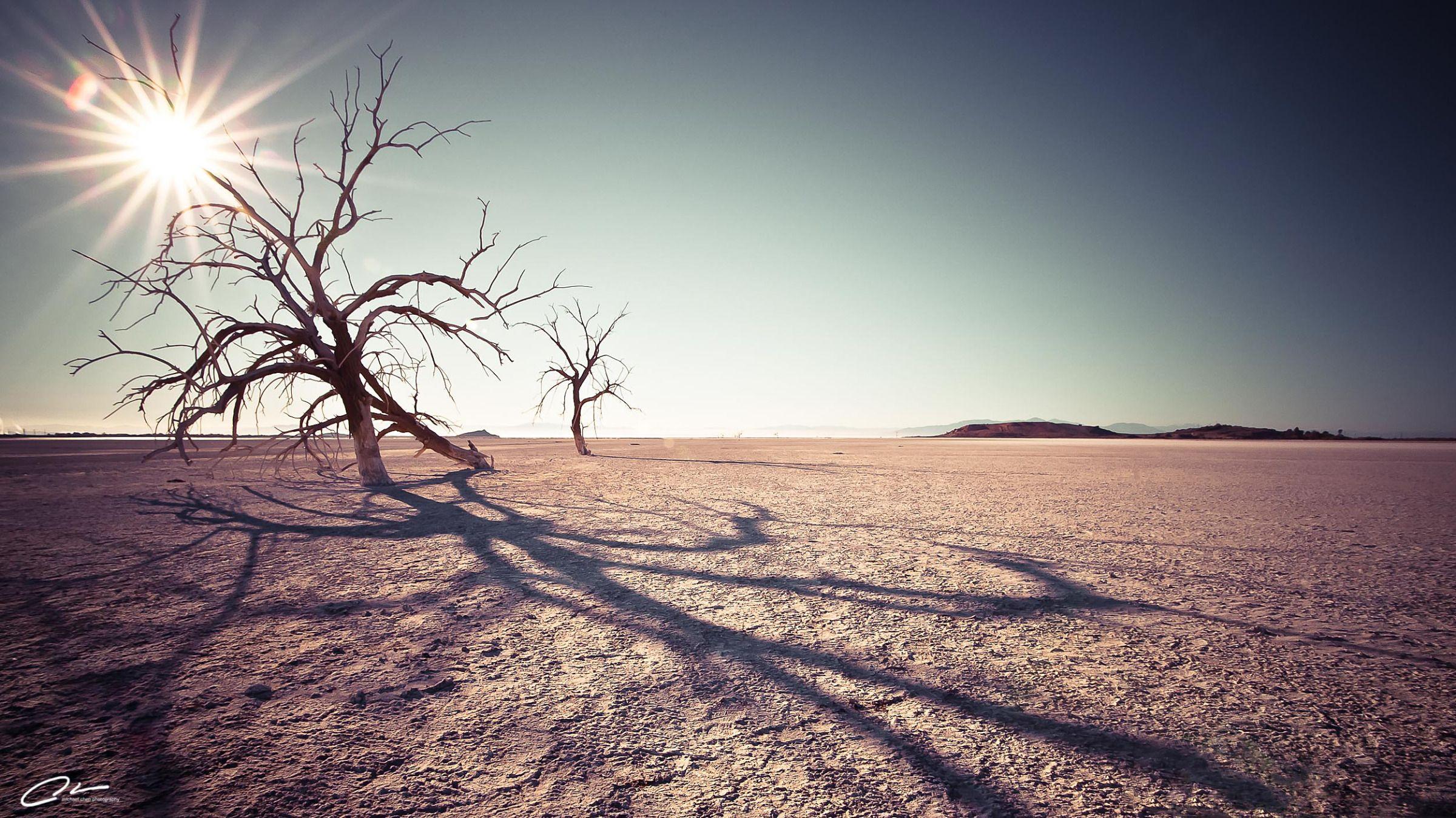 2400x1349 Dried Trees in the California Desert widescreen wallpaper. Wide